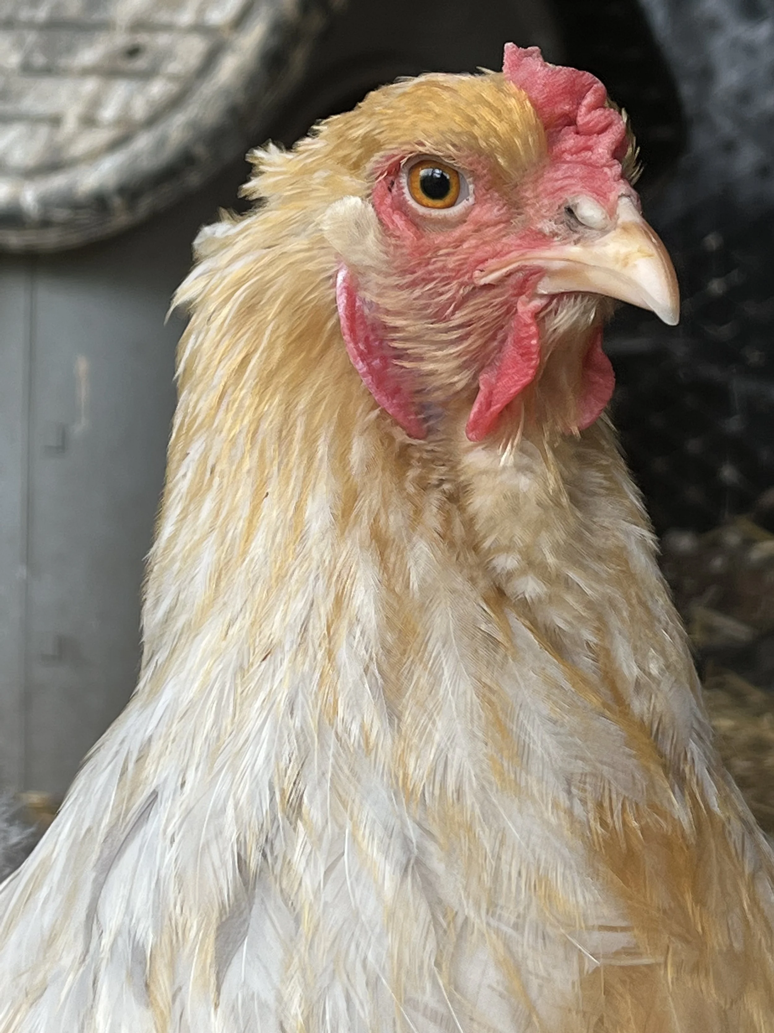 Lemon Pyle Brahma from the Scully Poultry breeding flock