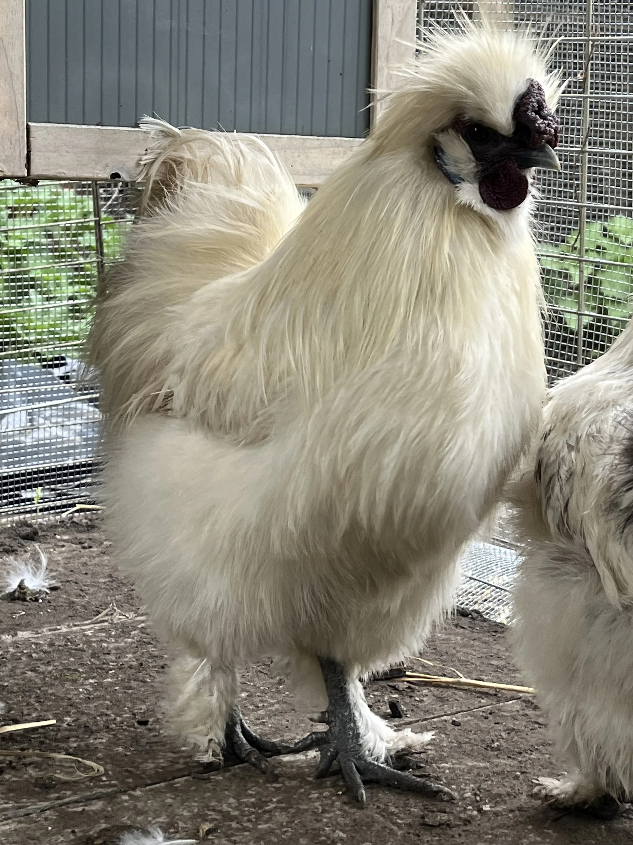 White Silkie bantam cock showing white plumage, dark face and mulberry comb