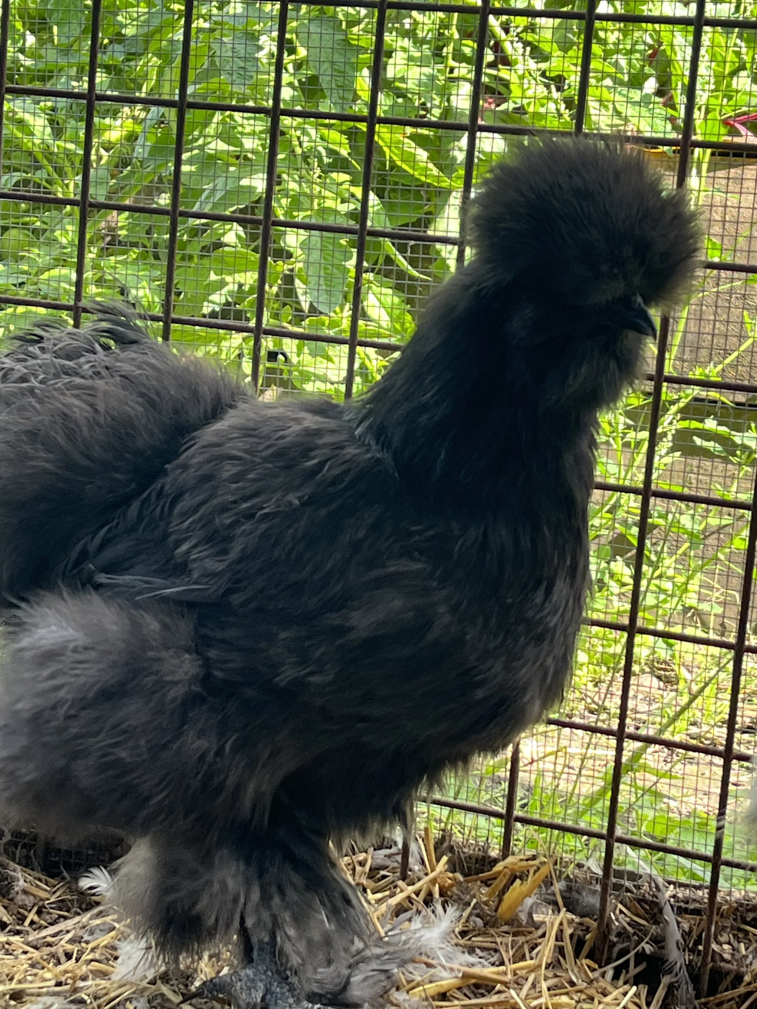 Blue Silkie bantam hen showing slate-blue soft plumage