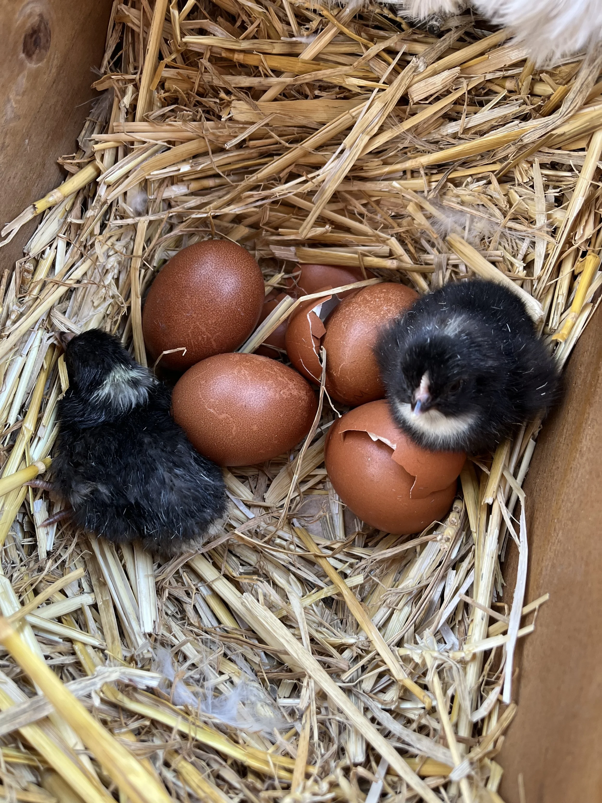 English Marans eggs and newly hatched chicks at Scully Poultry