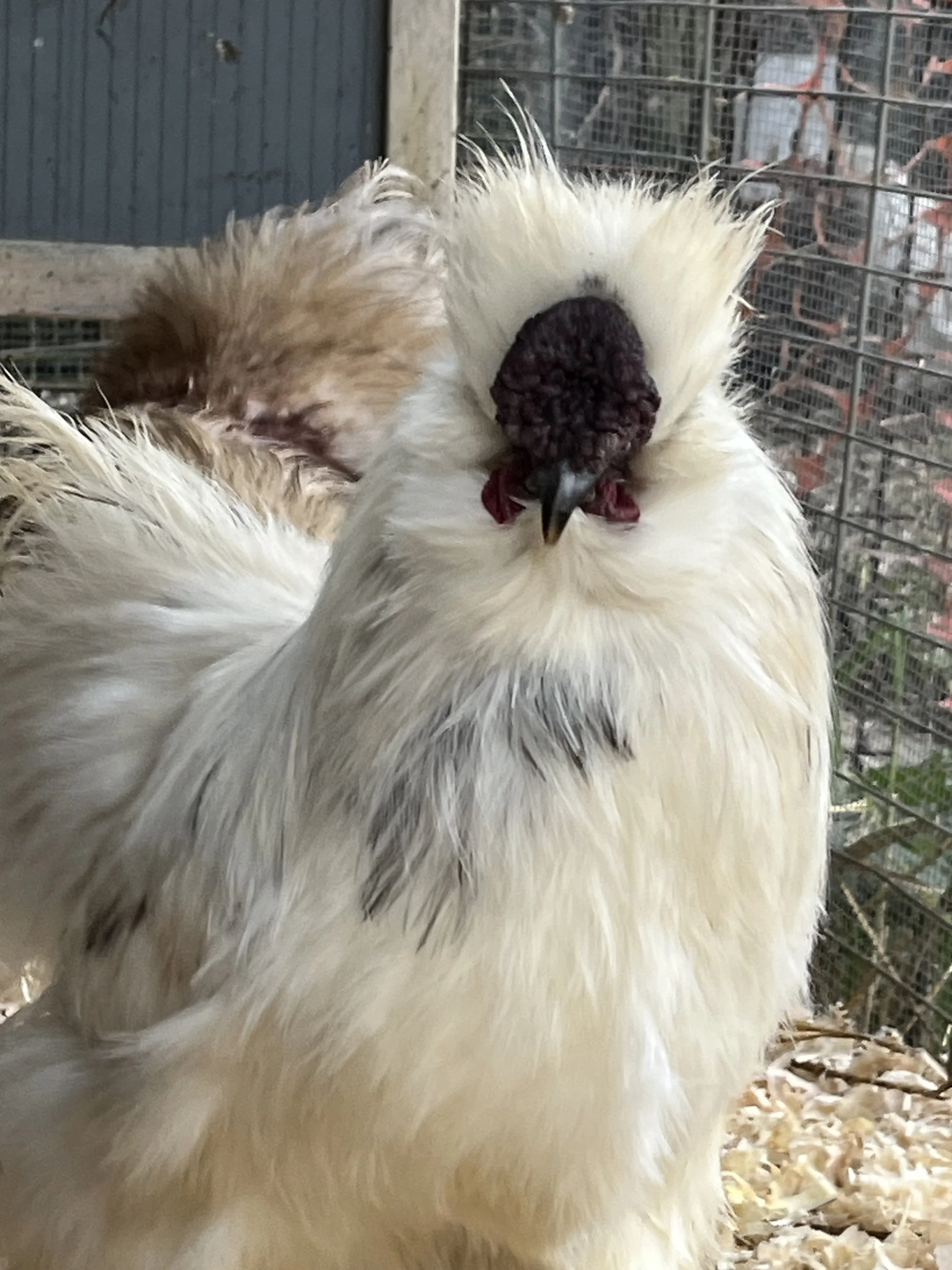 Paint Silkie bantam cock showing irregular dark markings