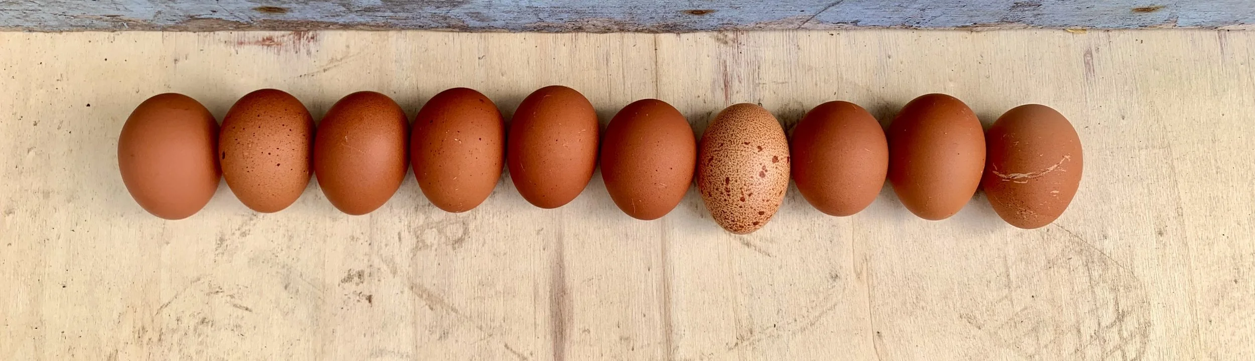 Welsummer eggs showing rich terracotta-brown colour and darker speckling