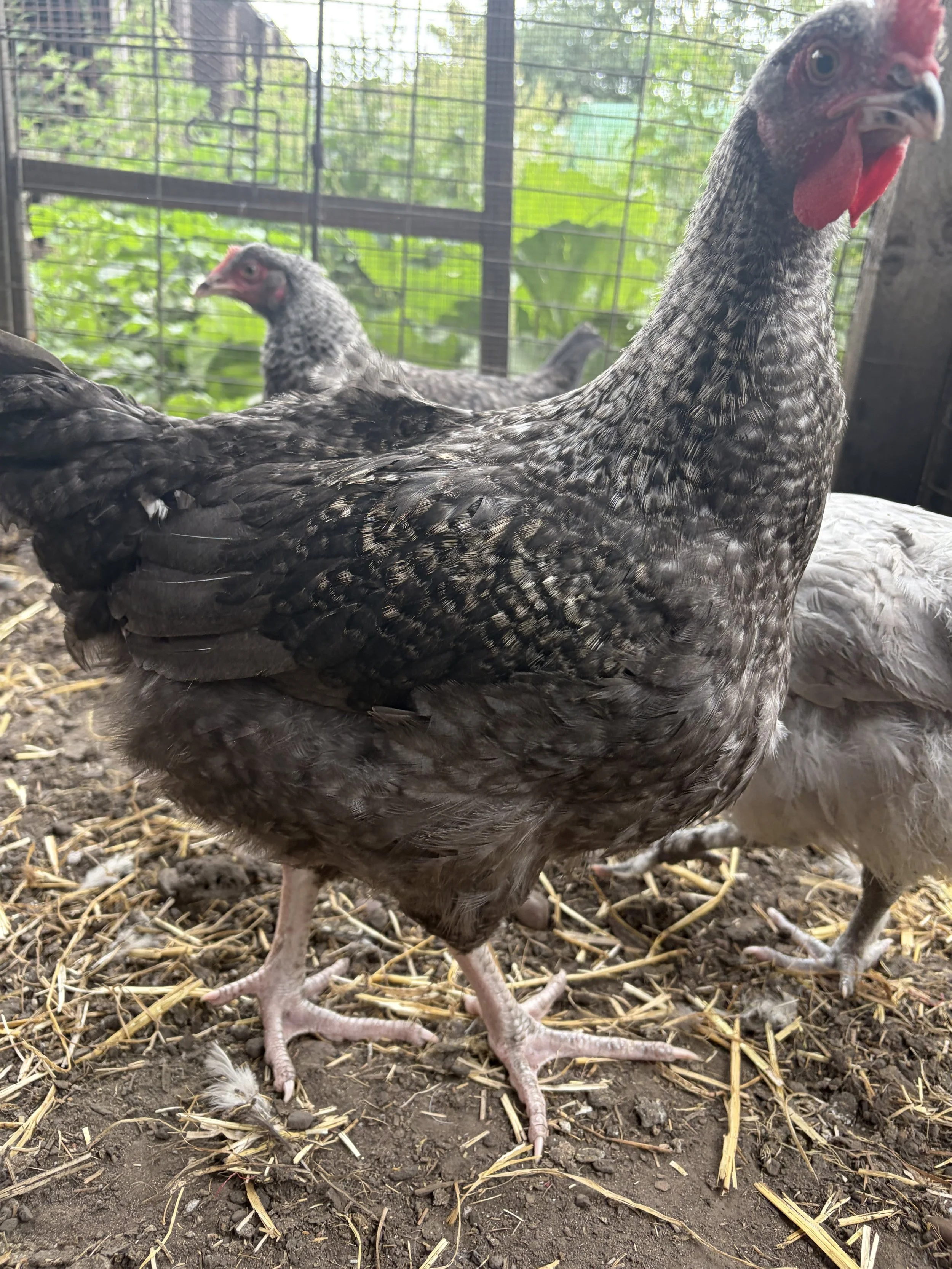 Nelson, clean-legged Blue F1 Marans cockerel