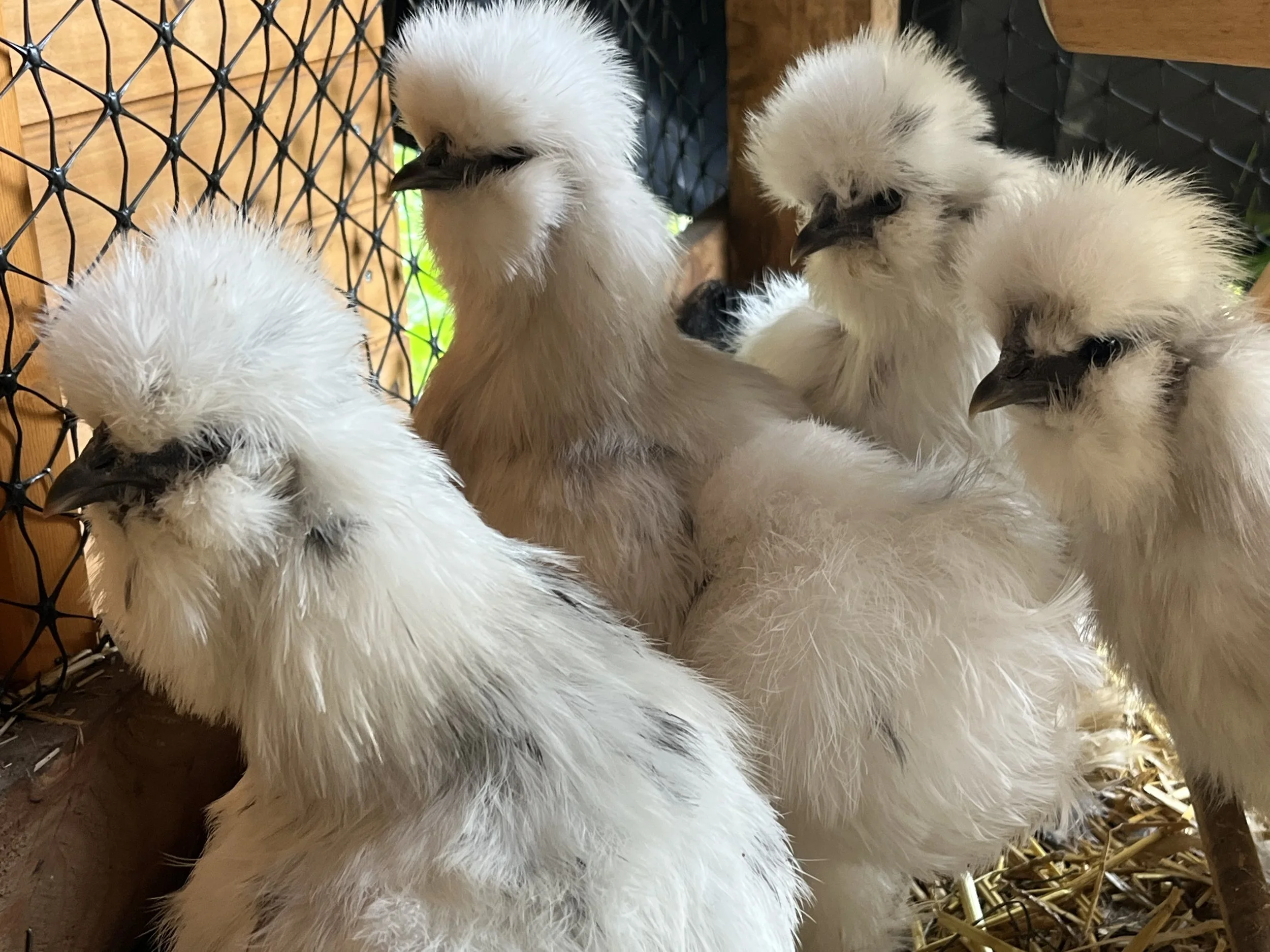 Group of young Paint Silkie bantams at Scully Poultry