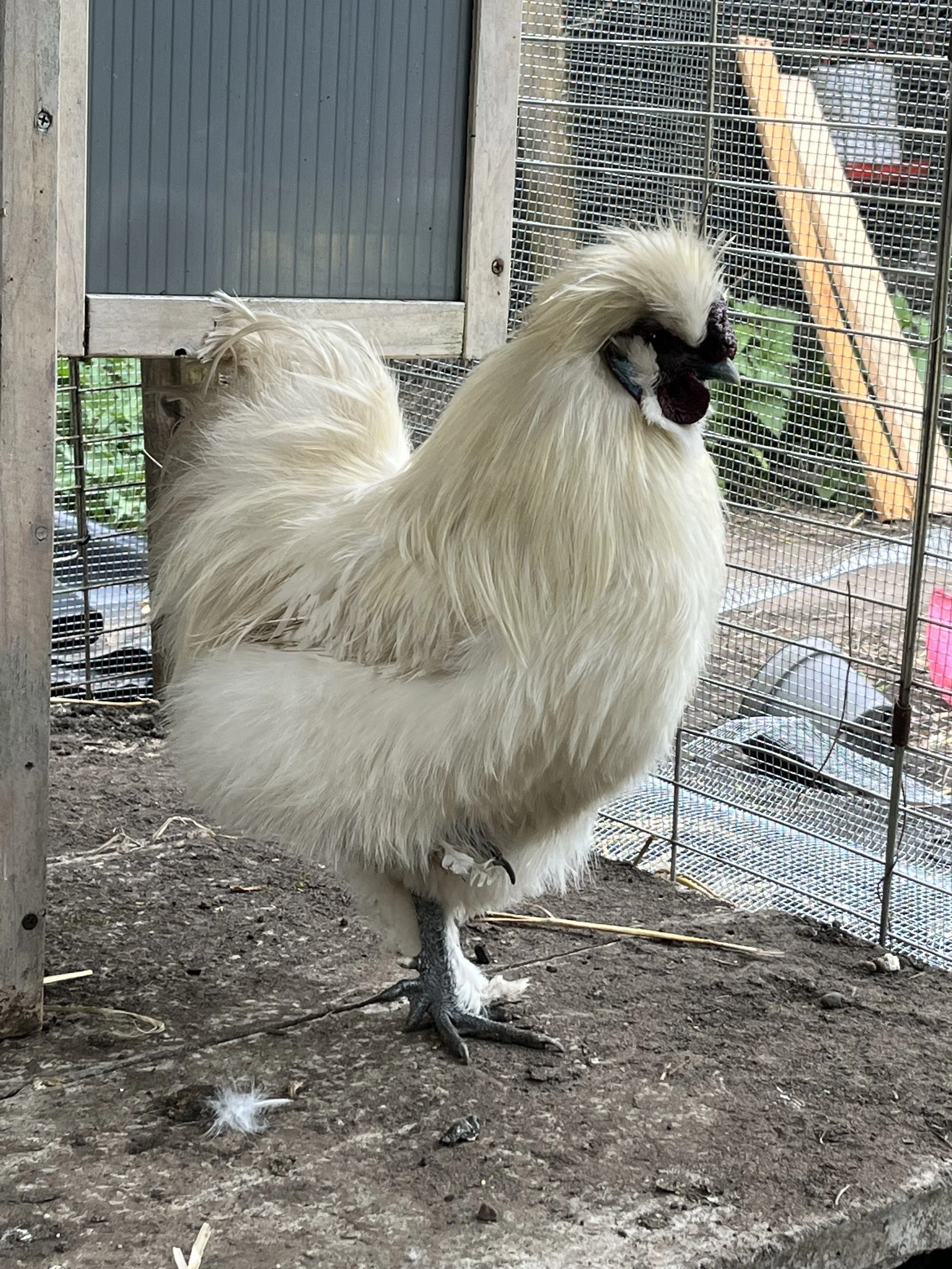 A white Silkie chicken perched inside a wire outdoor enclosure with dirt ground, wooden and metal fencing, and vegetation visible in the background.