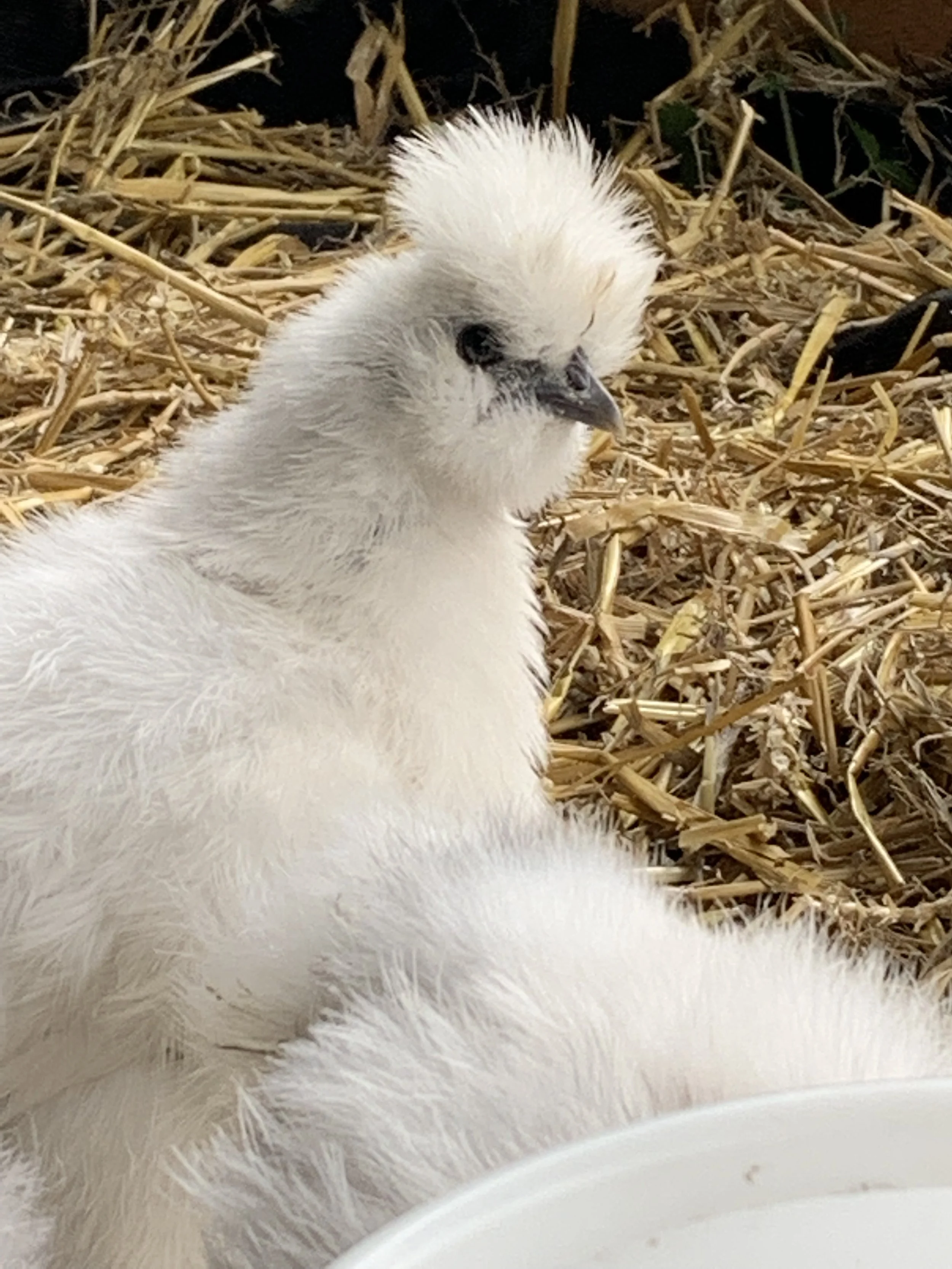White bearded Silkie bantam pullet showing traditional British type