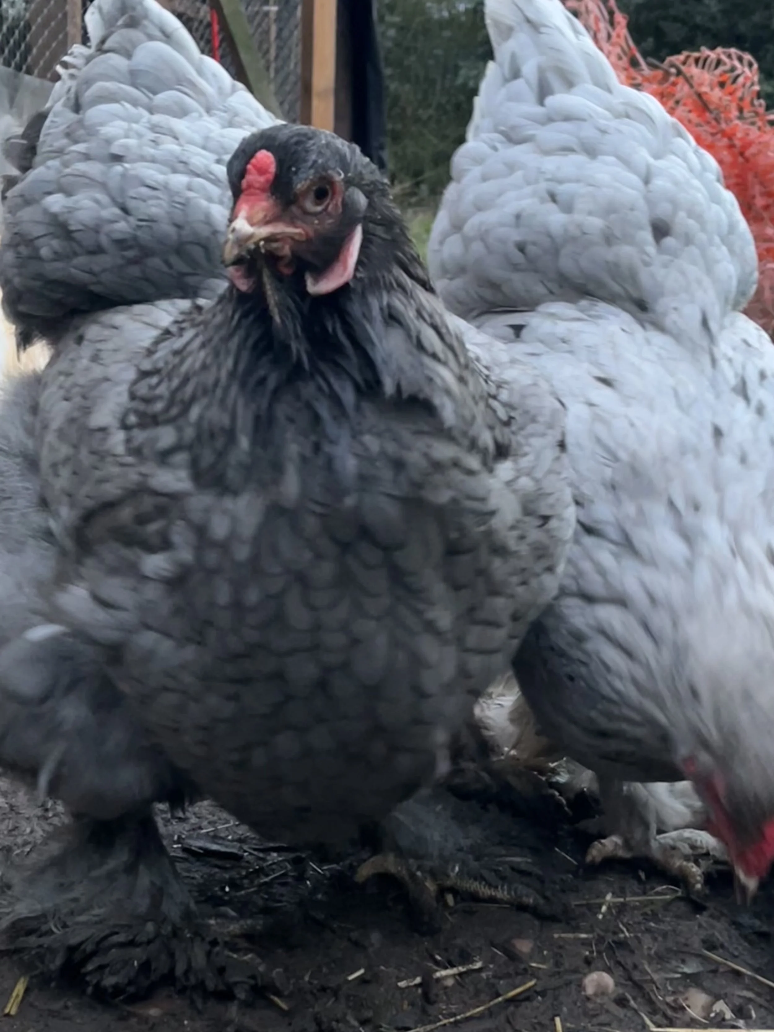 Blue and Splash Brahma from the Scully Poultry flock