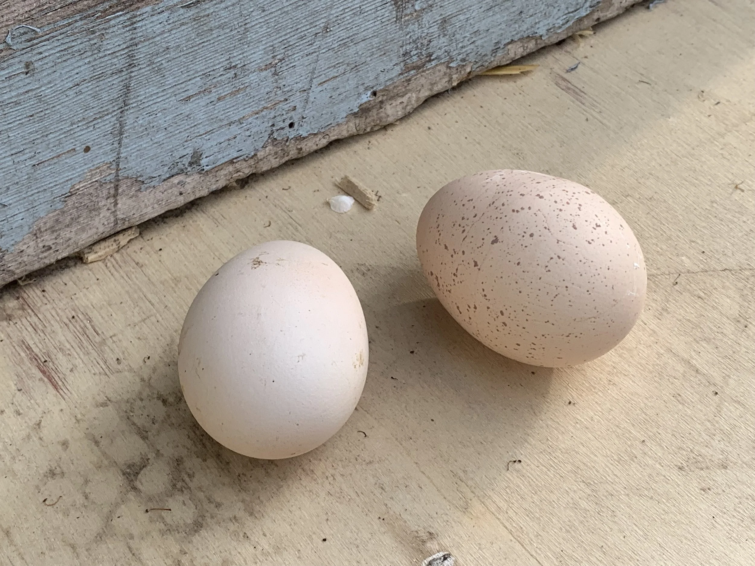 Pair of Brahma eggs from the Scully Poultry flock