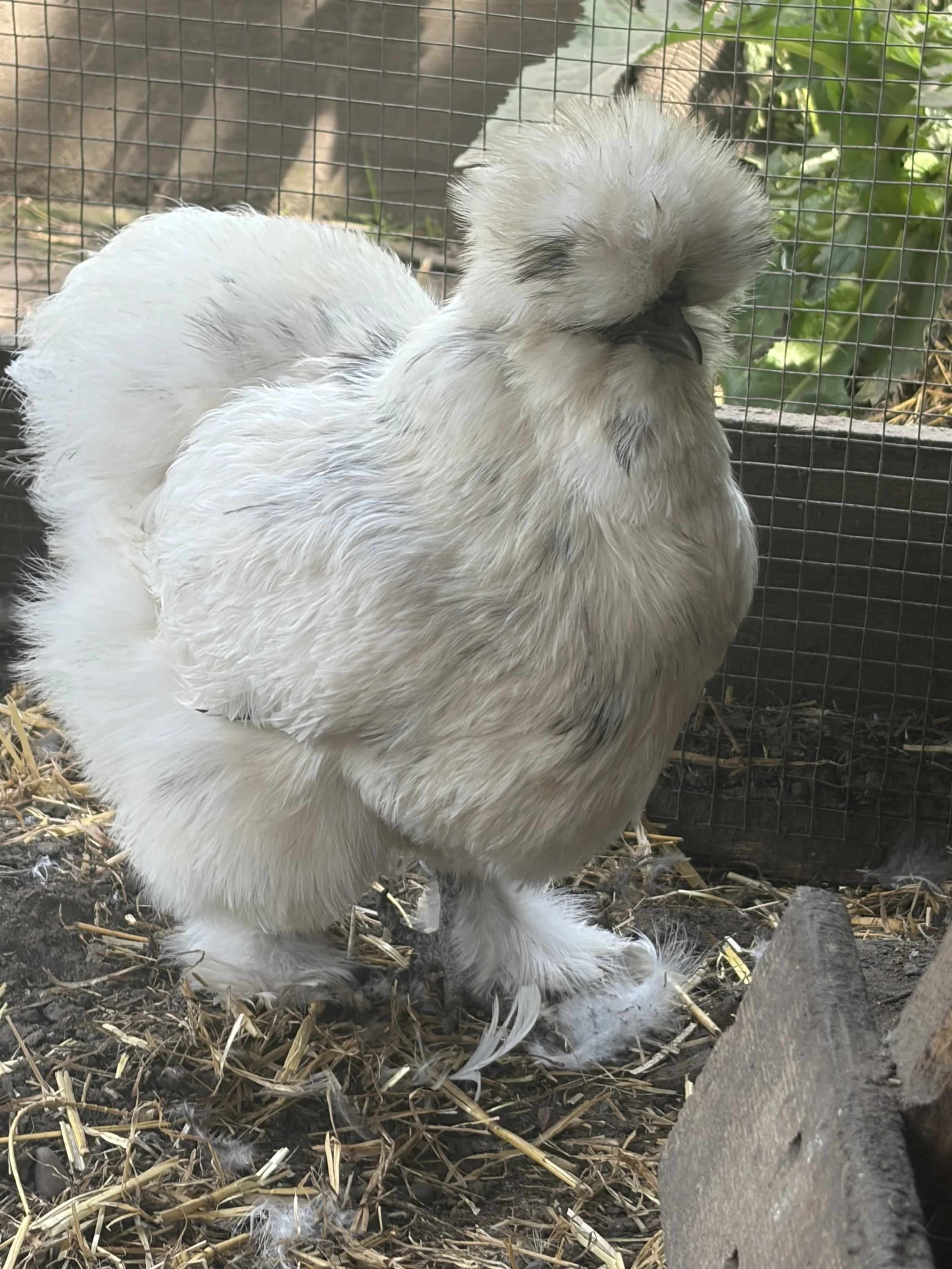 Bearded Paint Silkie bantam hen at Scully Poultry