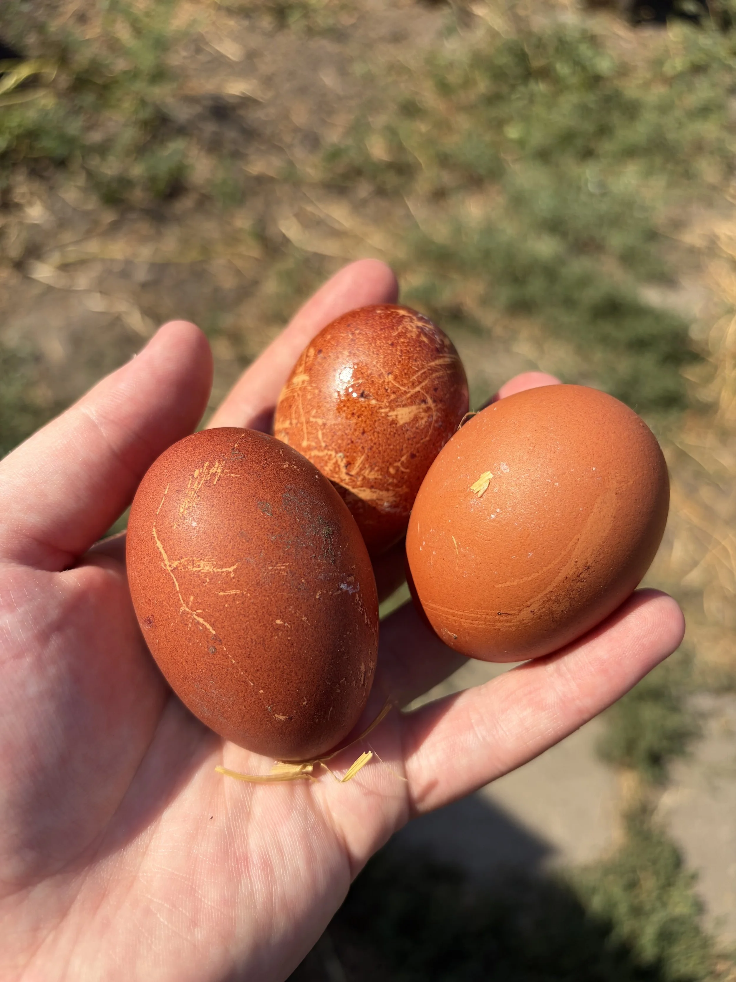 French Marans eggs late in the laying season