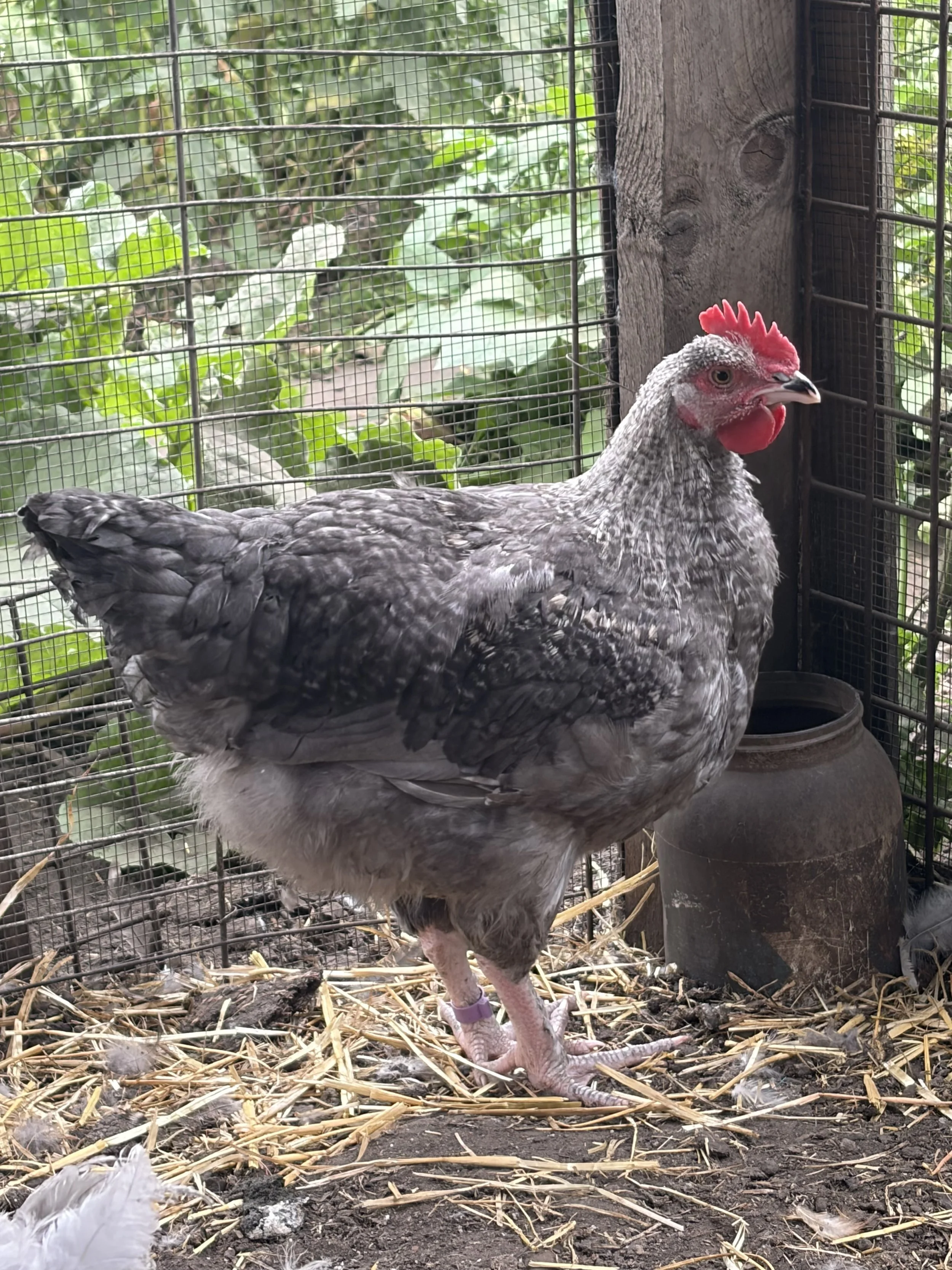Blue Silver Cuckoo French Marans cockerel