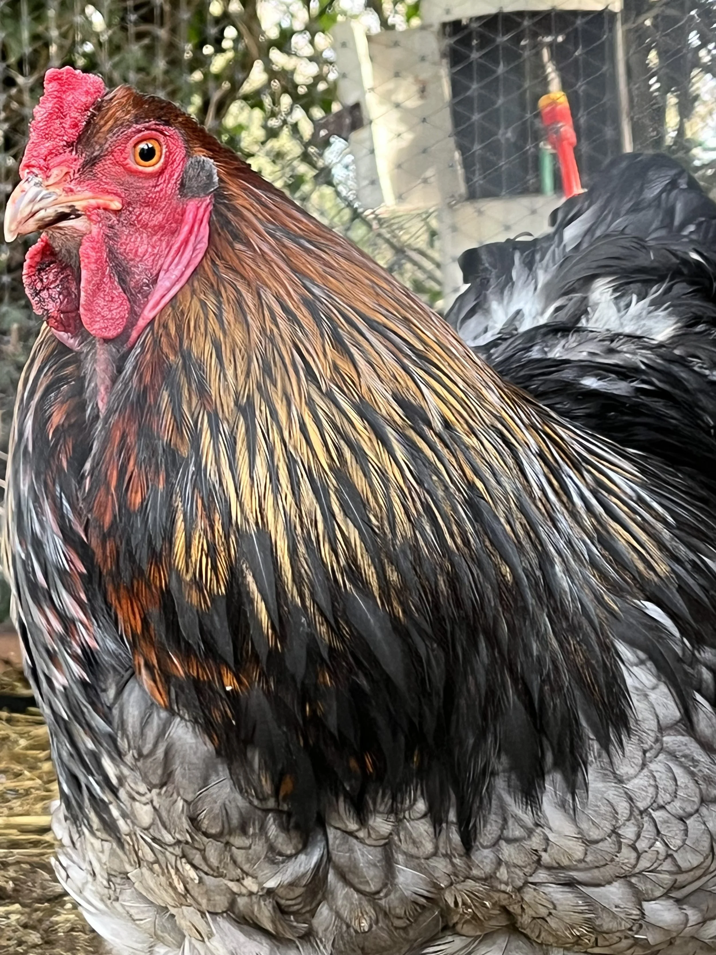 Large fowl Brahmas from the Scully Poultry flock