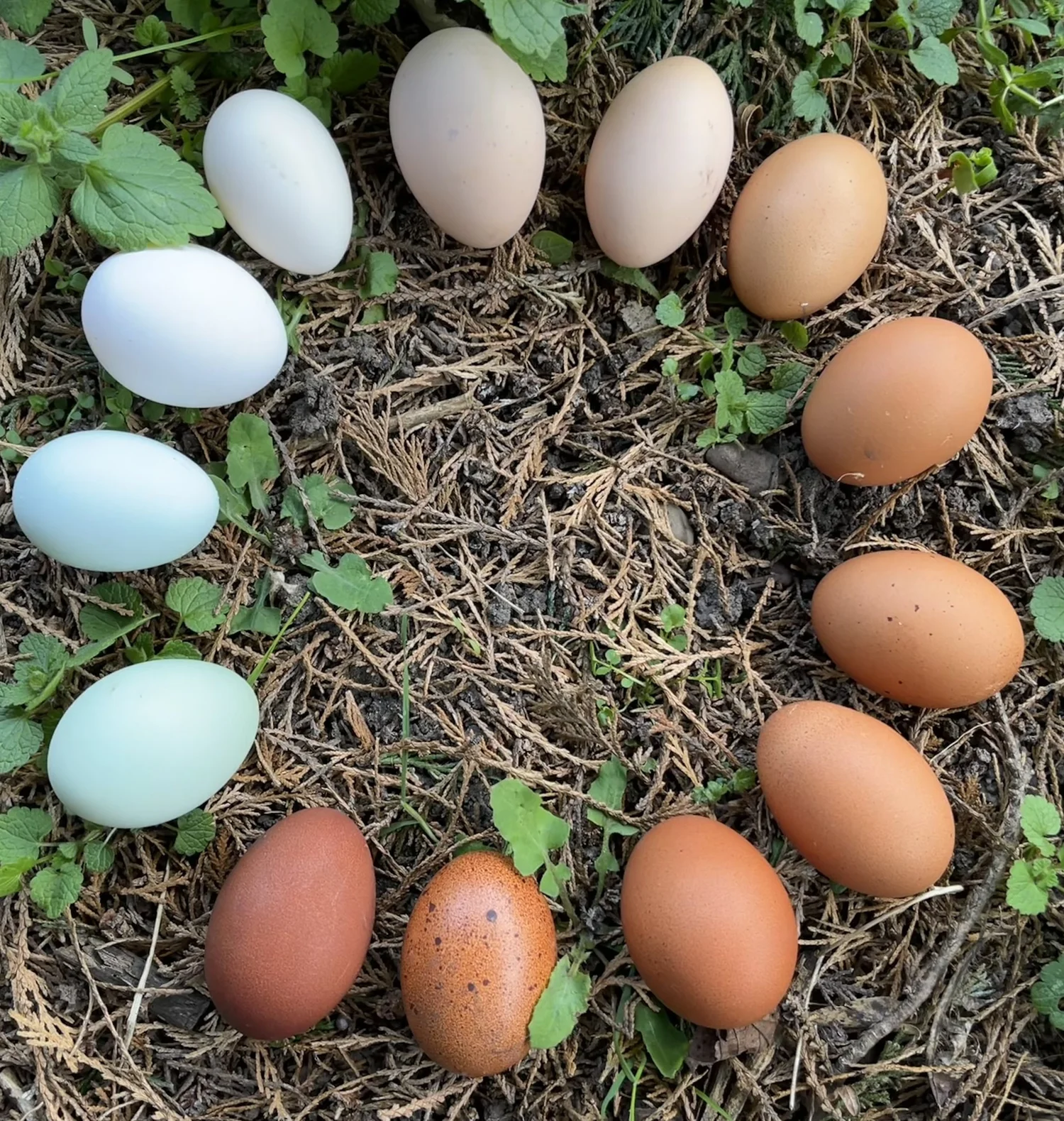 Scully Poultry