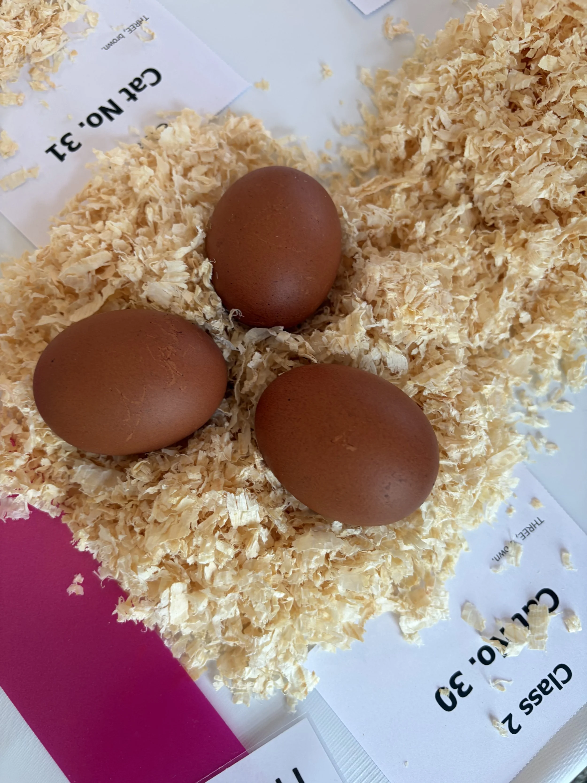 Three brown Welsummer eggs entered at the Great Yorkshire Show