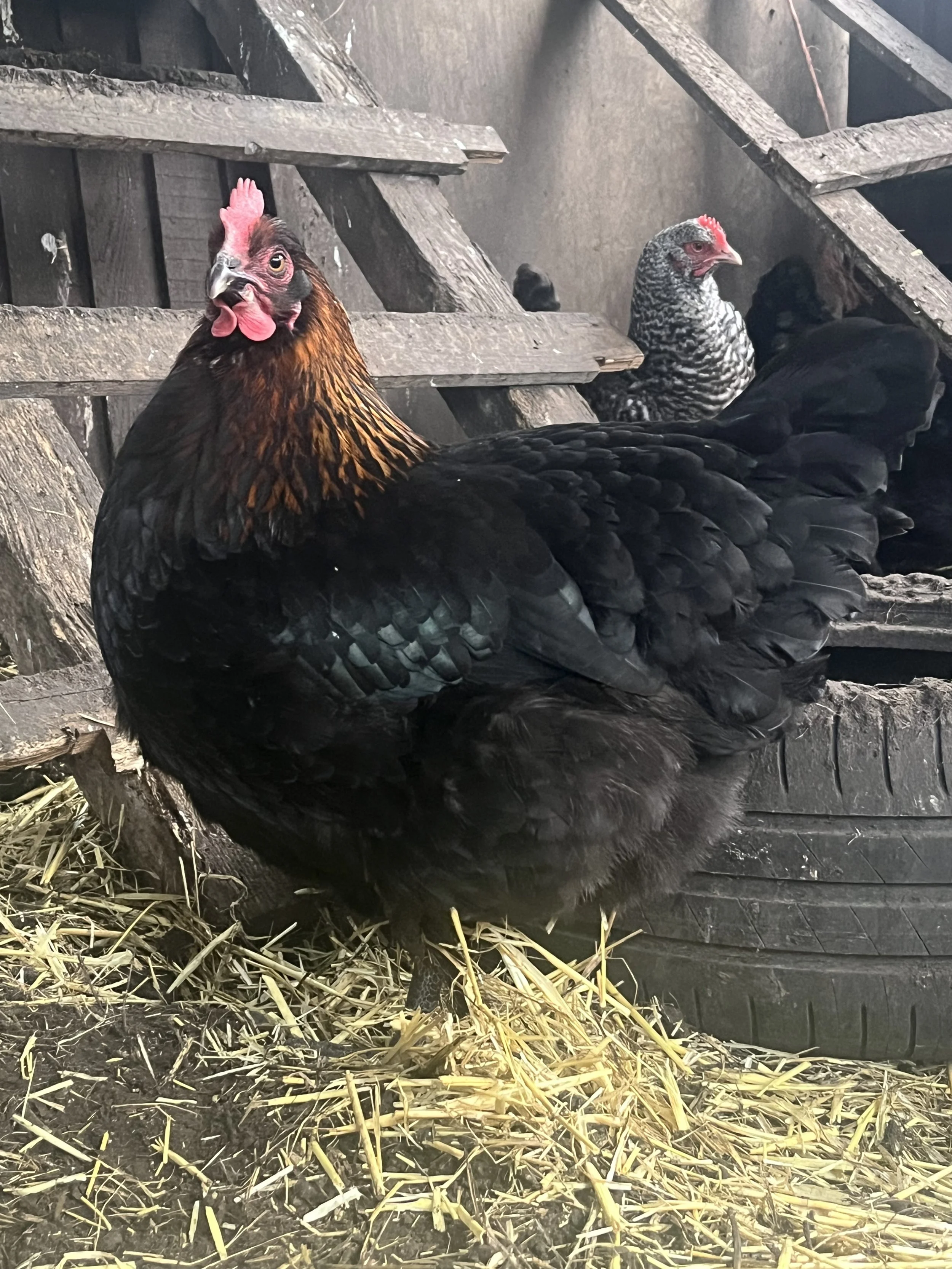 A black hen with a red comb and wattles sitting on straw in front of wooden steps.