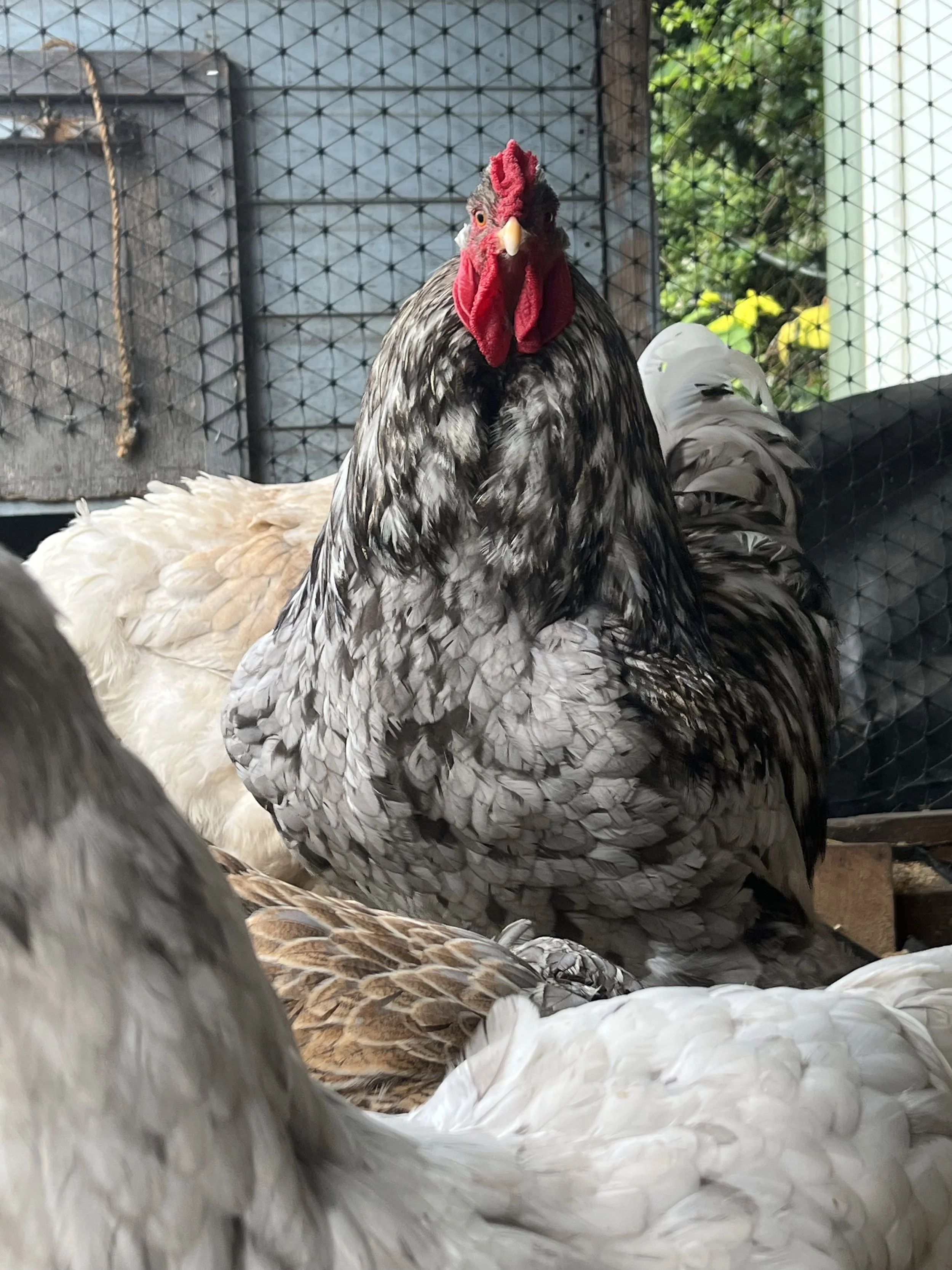Large fowl Brahma at Scully Poultry in North Nottinghamshire