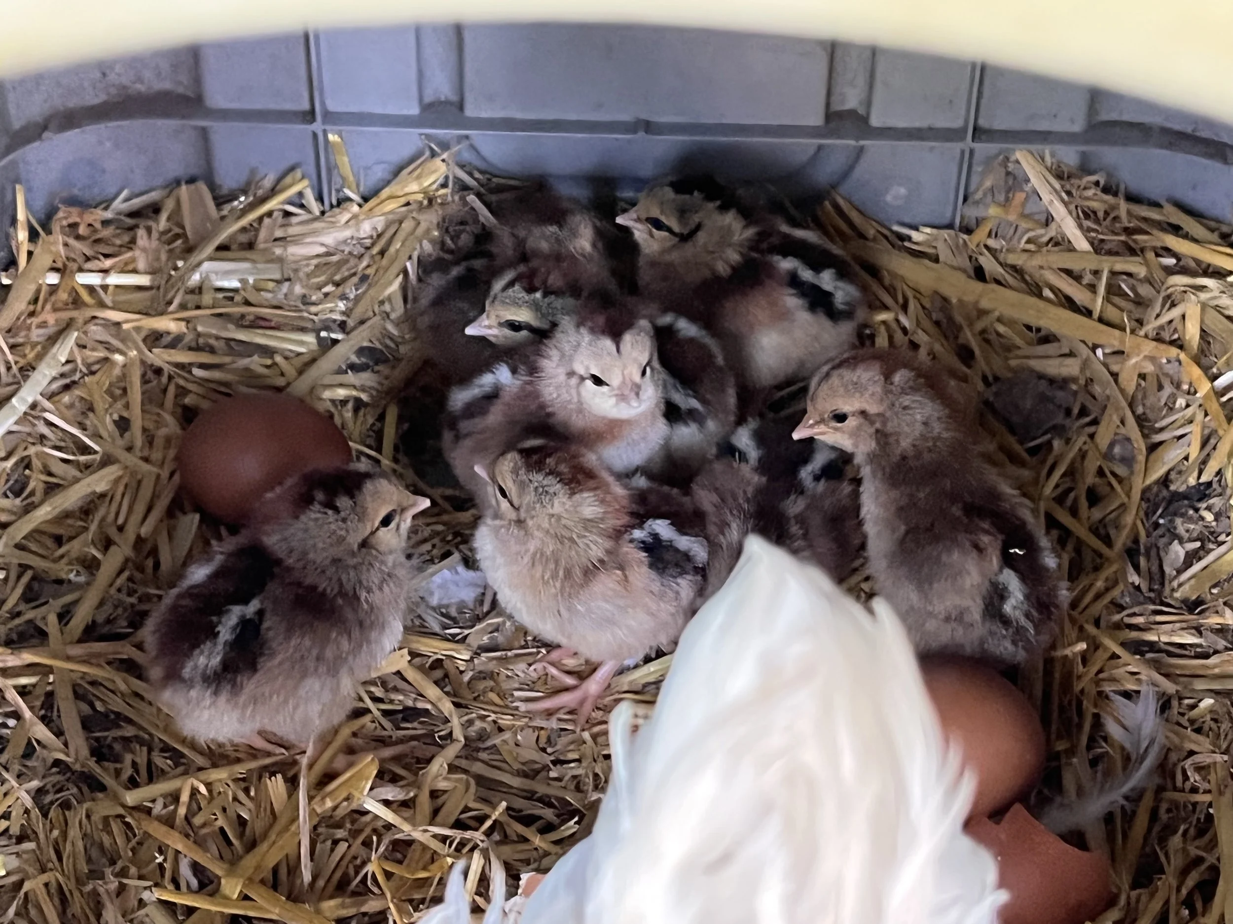 Young Welsummer chicks with brown eggs at Scully Poultry