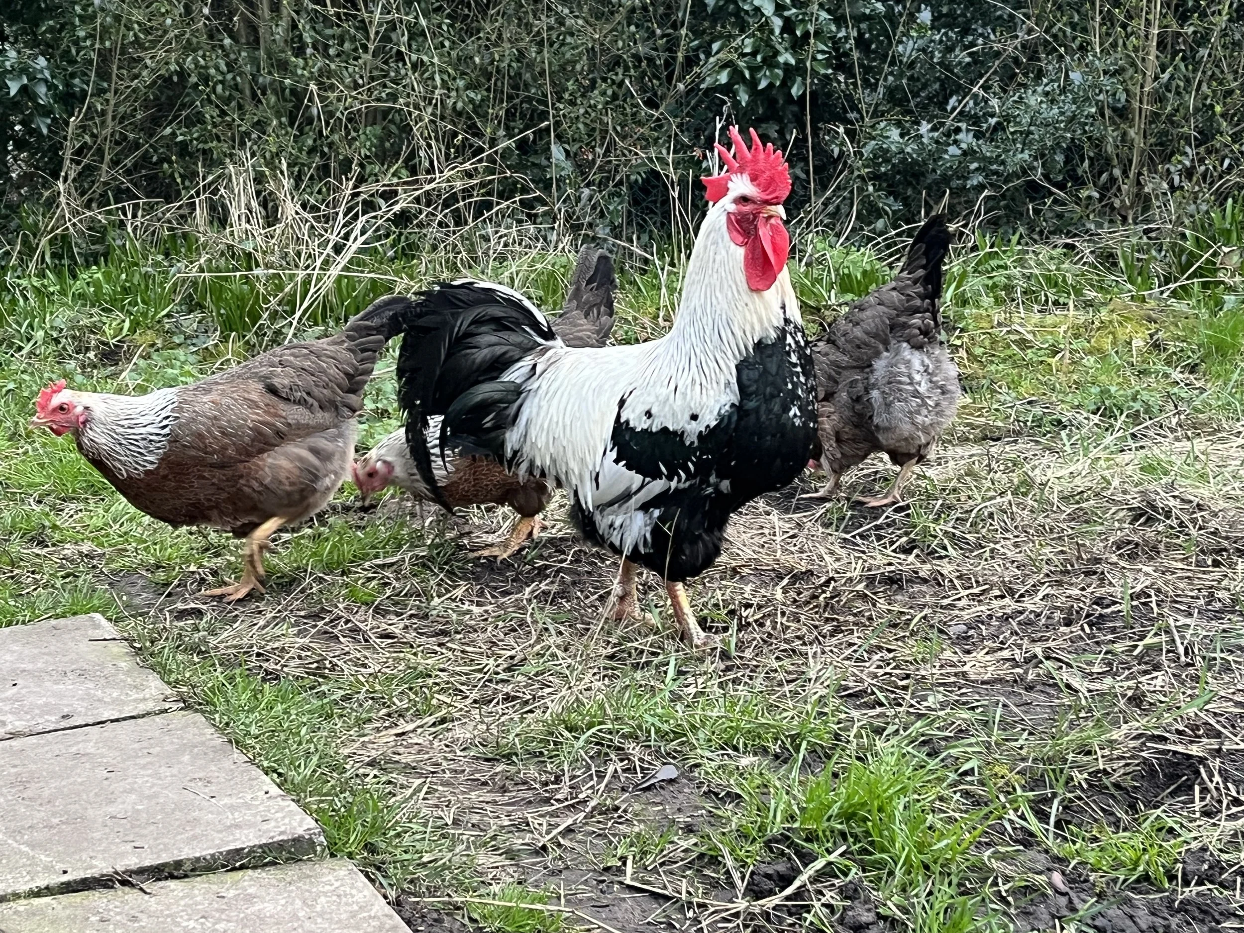 Silver Duckwing Welsummer cock at Scully Poultry