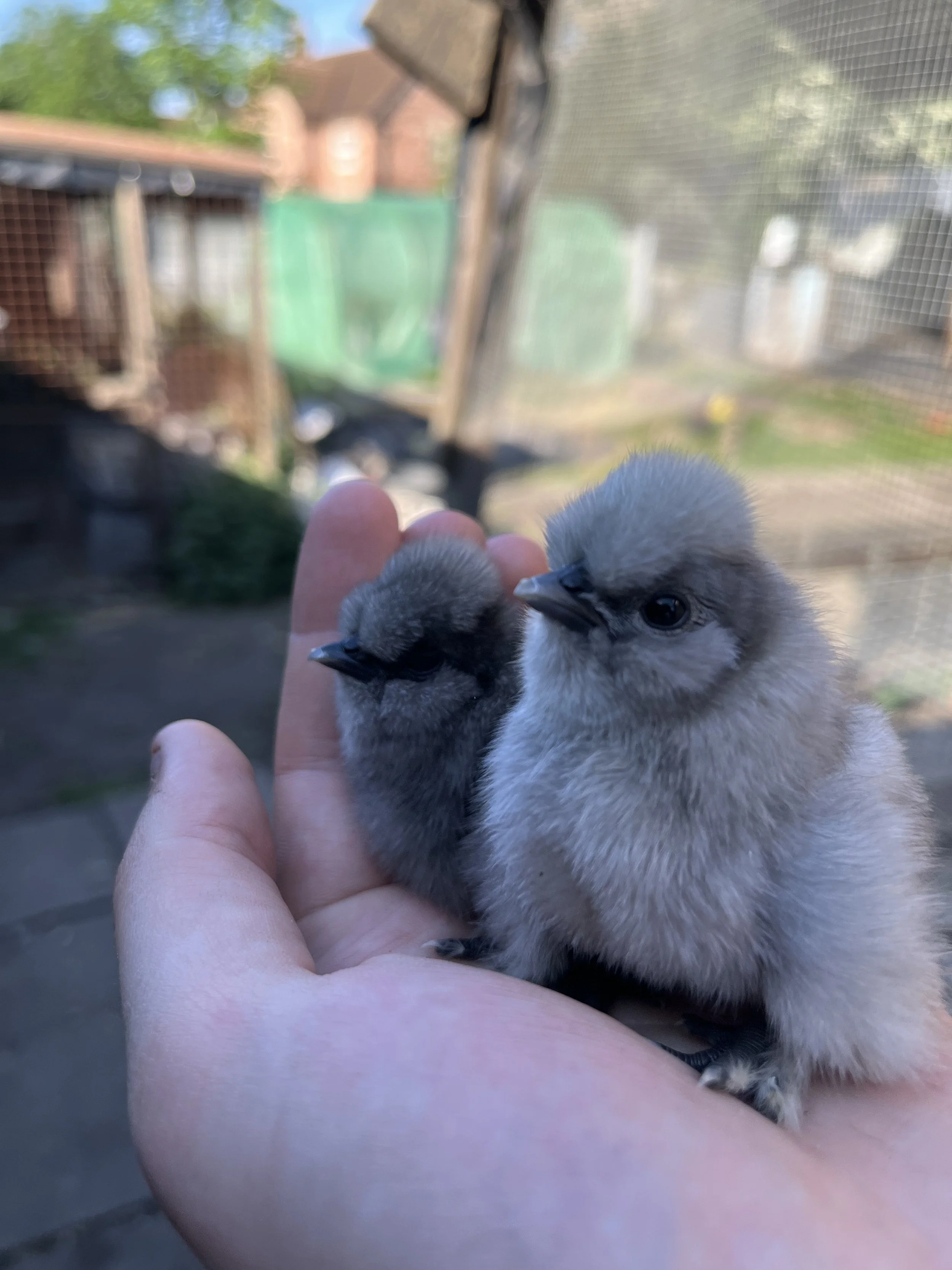 Two young Blue Silkie bantam chicks at Scully Poultry