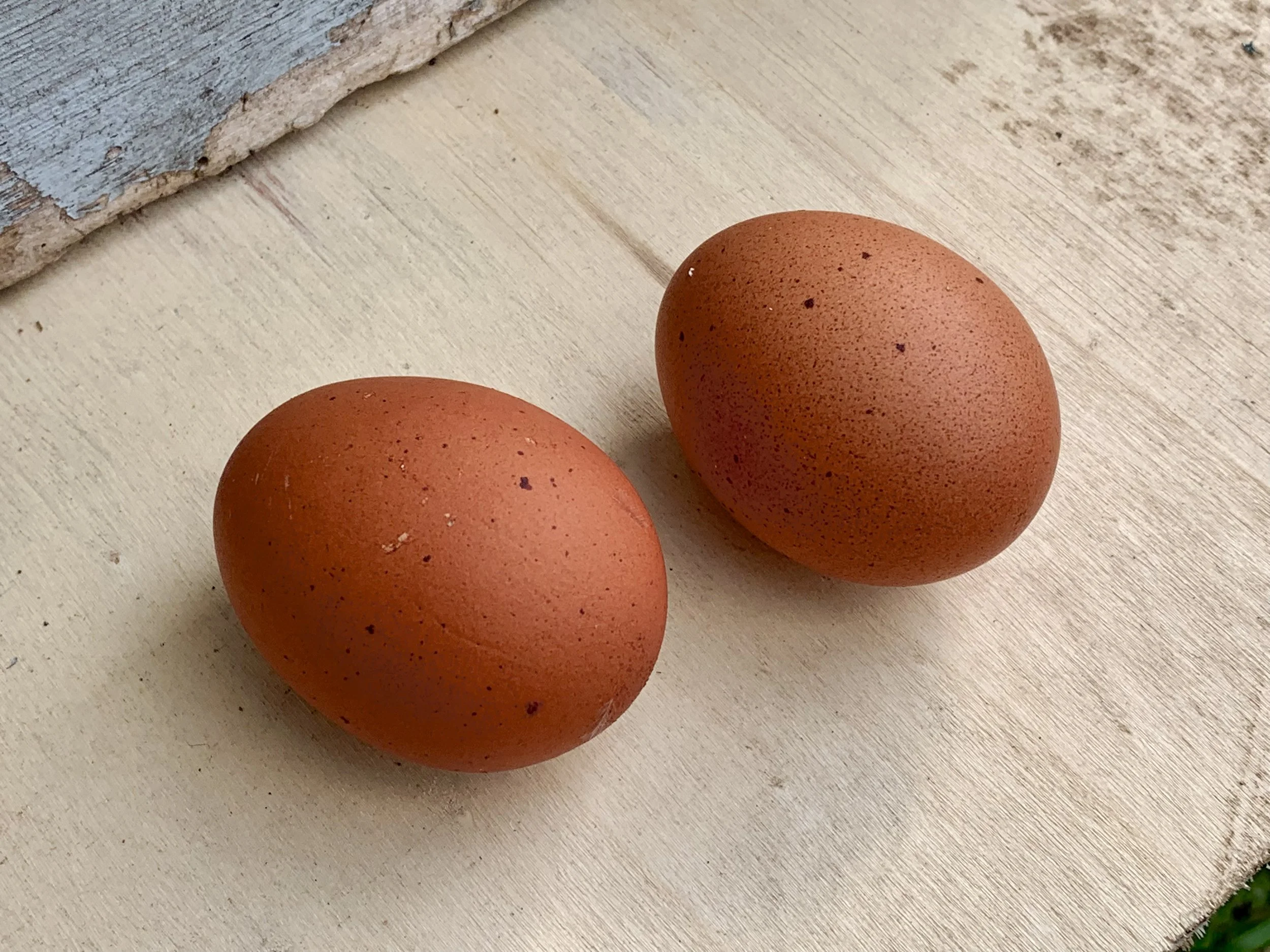 Pair of richly coloured Welsummer eggs at Scully Poultry