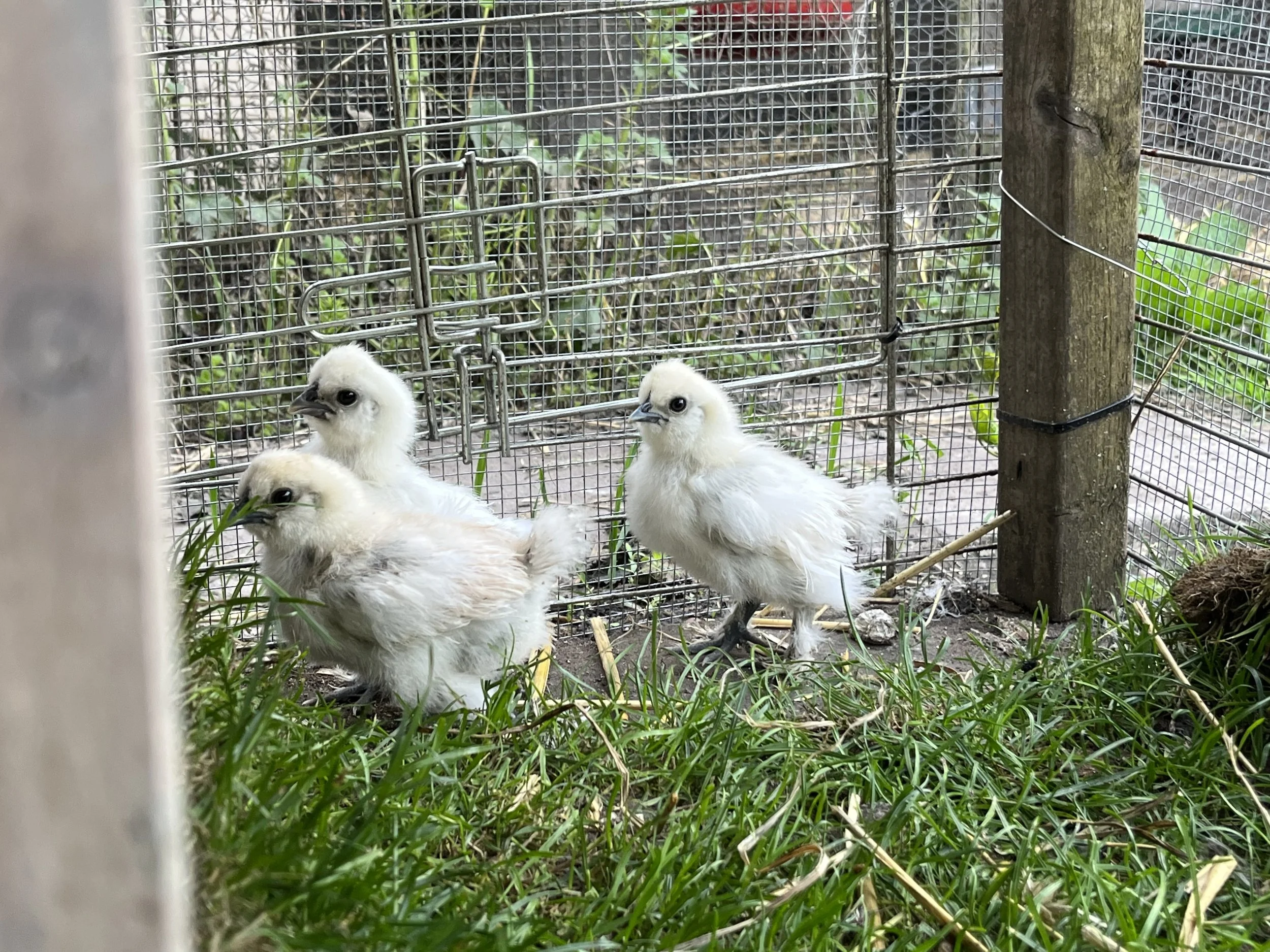 Young Silkie bantam chicks at Scully Poultry