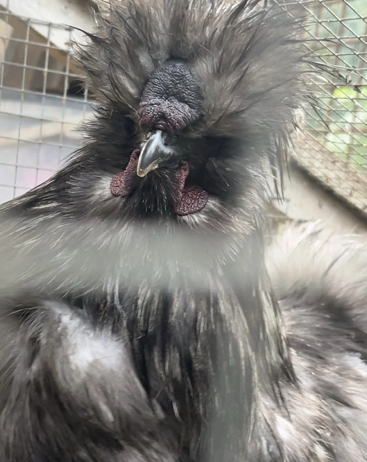 Blue Silkie bantam cock showing slate-grey expression of the colour