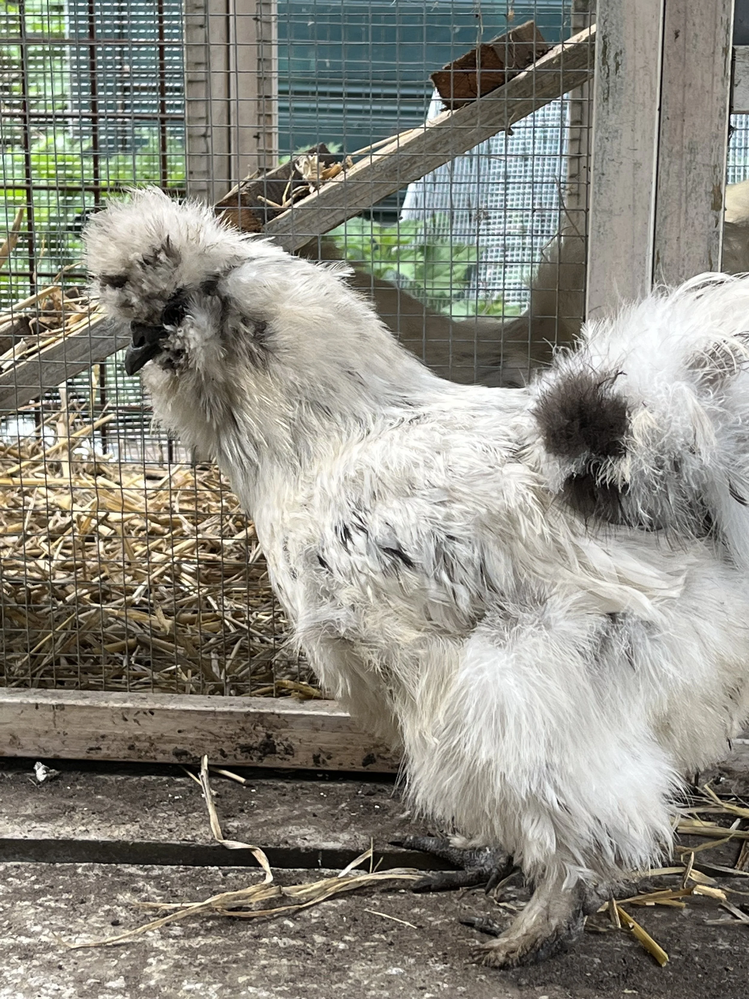 Paint Silkie bantam hen showing irregular dark markings on white plumage