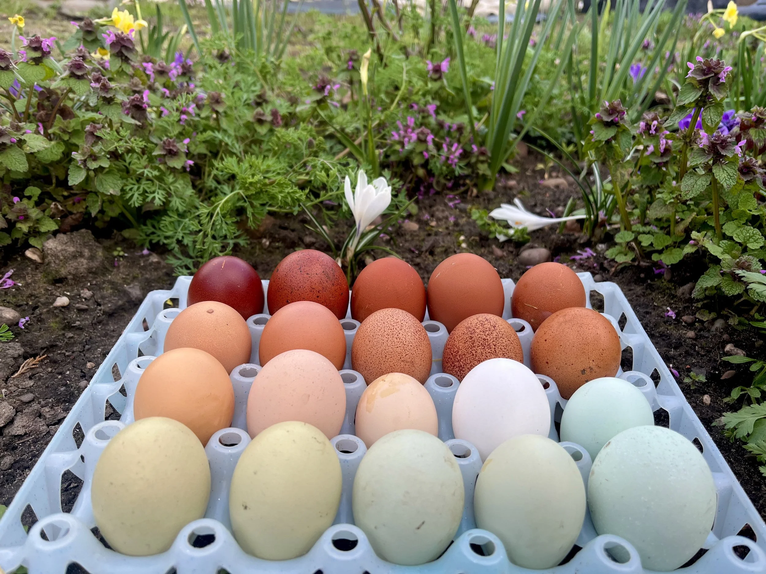 Eggs from the Scully Poultry flock arranged by shell colour