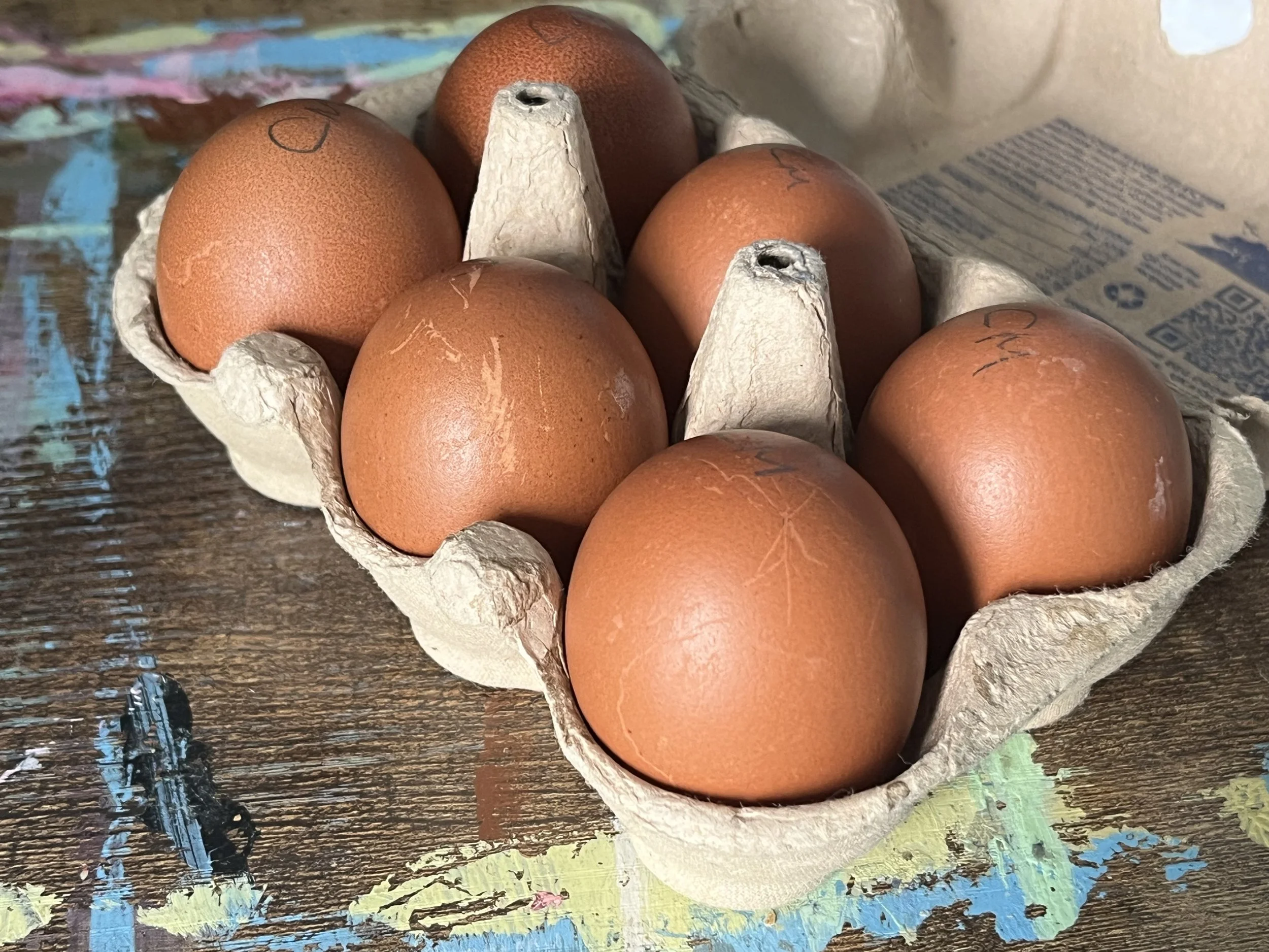 English Cuckoo Marans hatching eggs from the Scully Poultry breeding flock