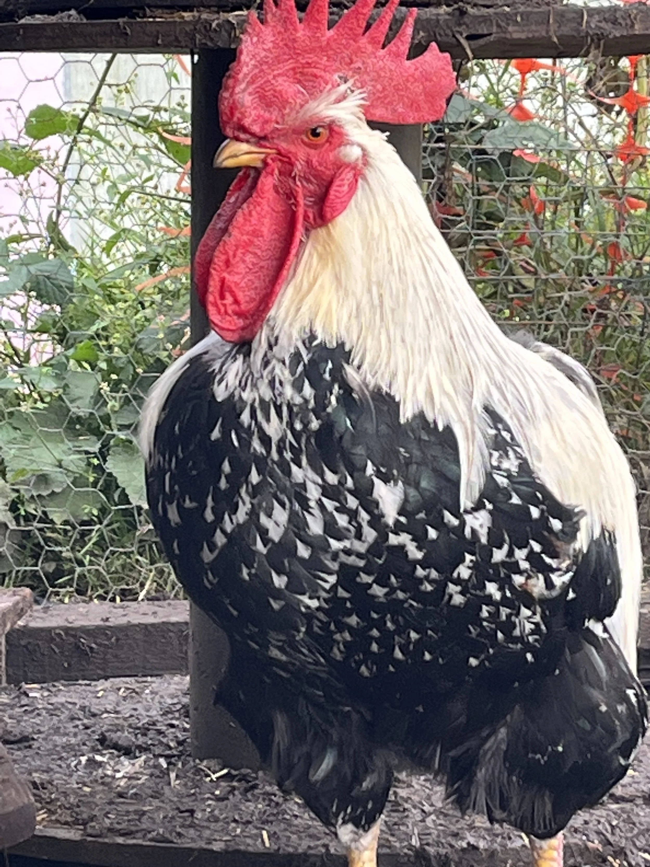 Silver Duckwing Welsummer cockerel at Scully Poultry