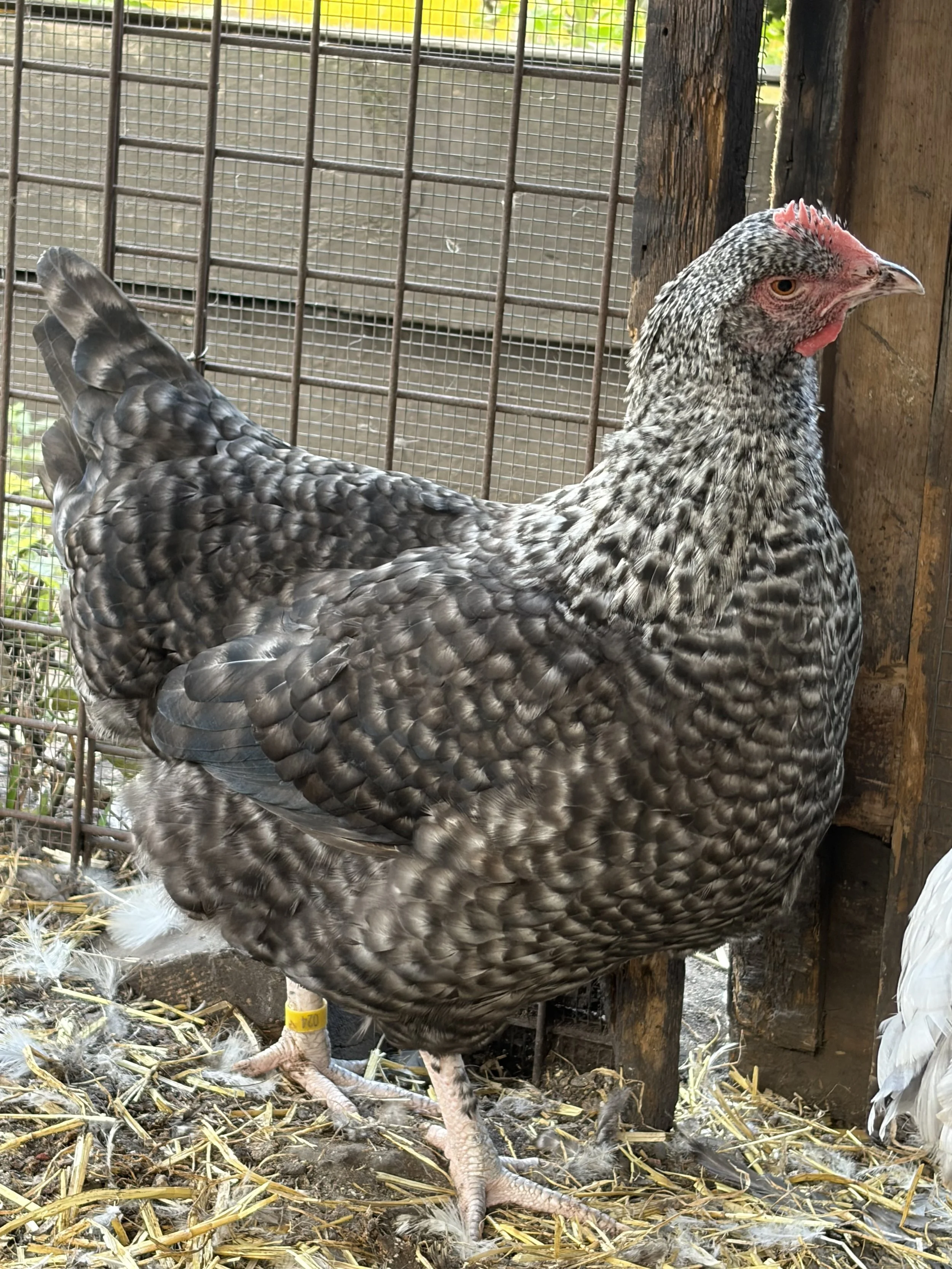 Silver Cuckoo French Marans hen showing lightly feathered shanks