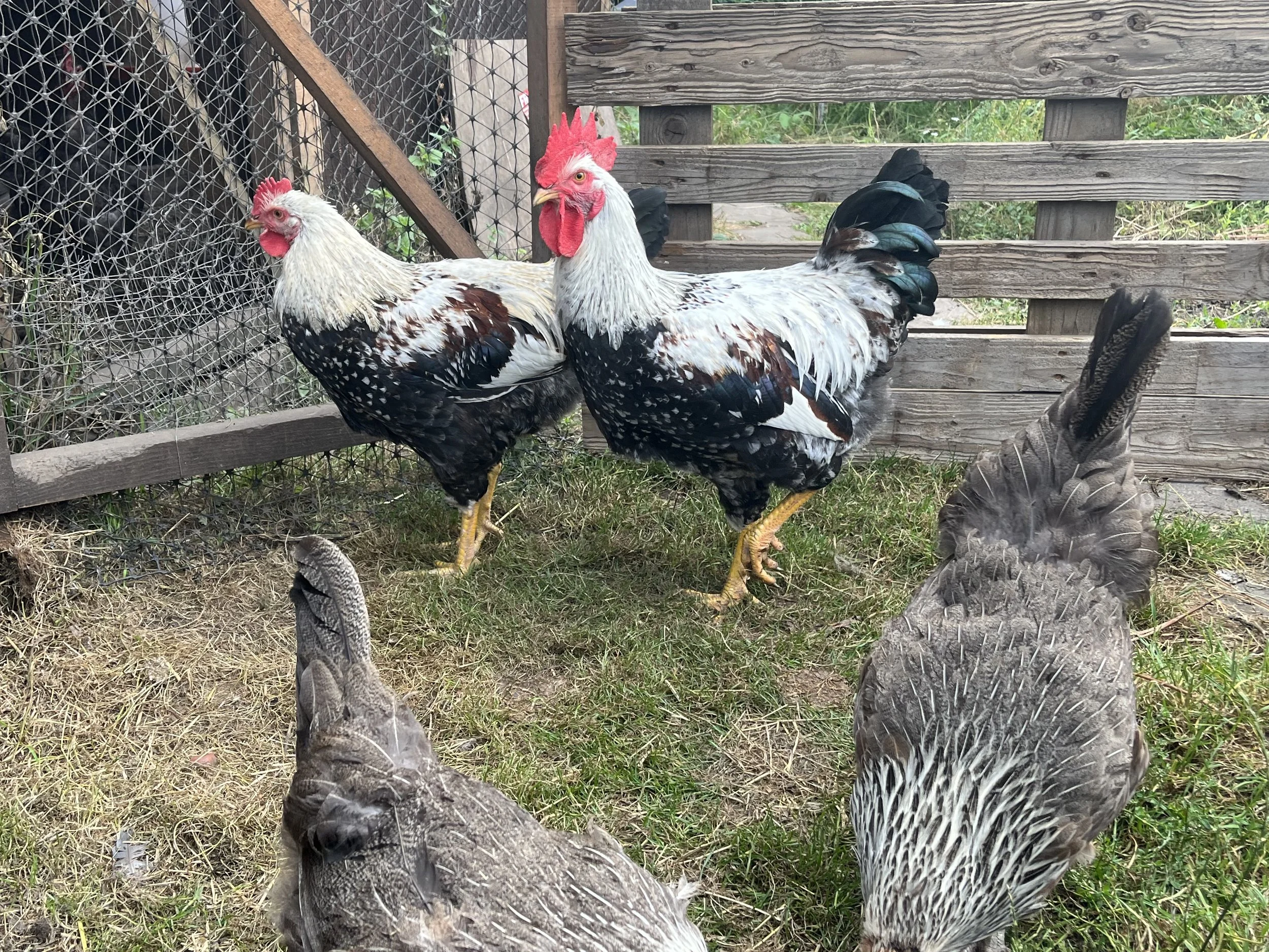 Pair of Silver Duckwing Welsummers showing the strong difference in plumage between the sexes