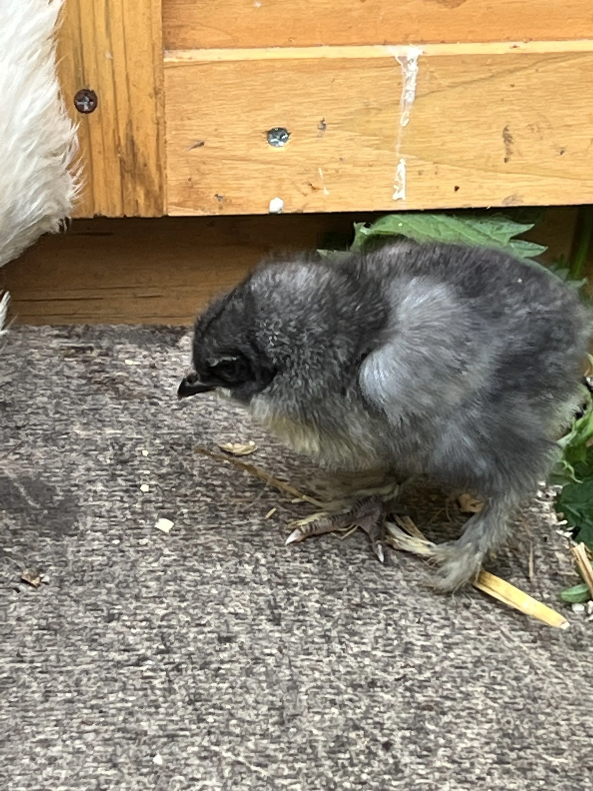 Young Brahma chick showing early feathering on the legs and feet