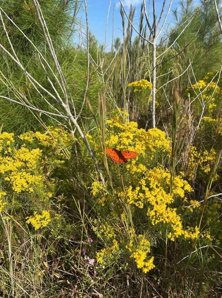 A butterfly with orange and black wings perched on yellow flowers in a lush green field of tall grass and plants.