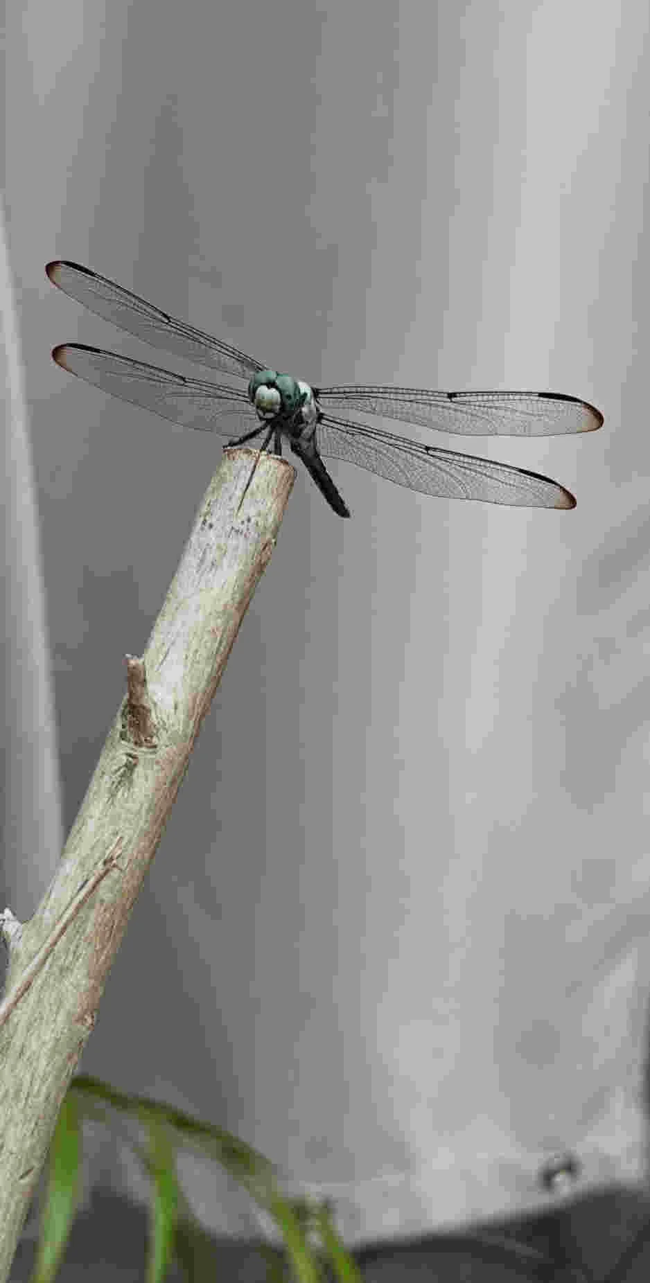 Close-up of a dragonfly perched on a dried plant stem with a neutral background.