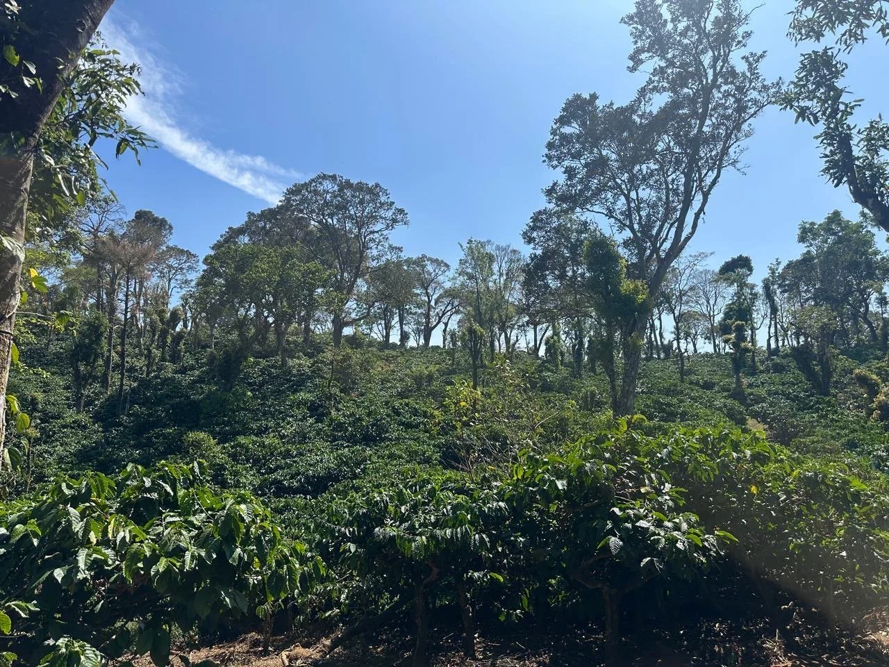 A lush green forest with tall trees and dense foliage under a bright blue sky.