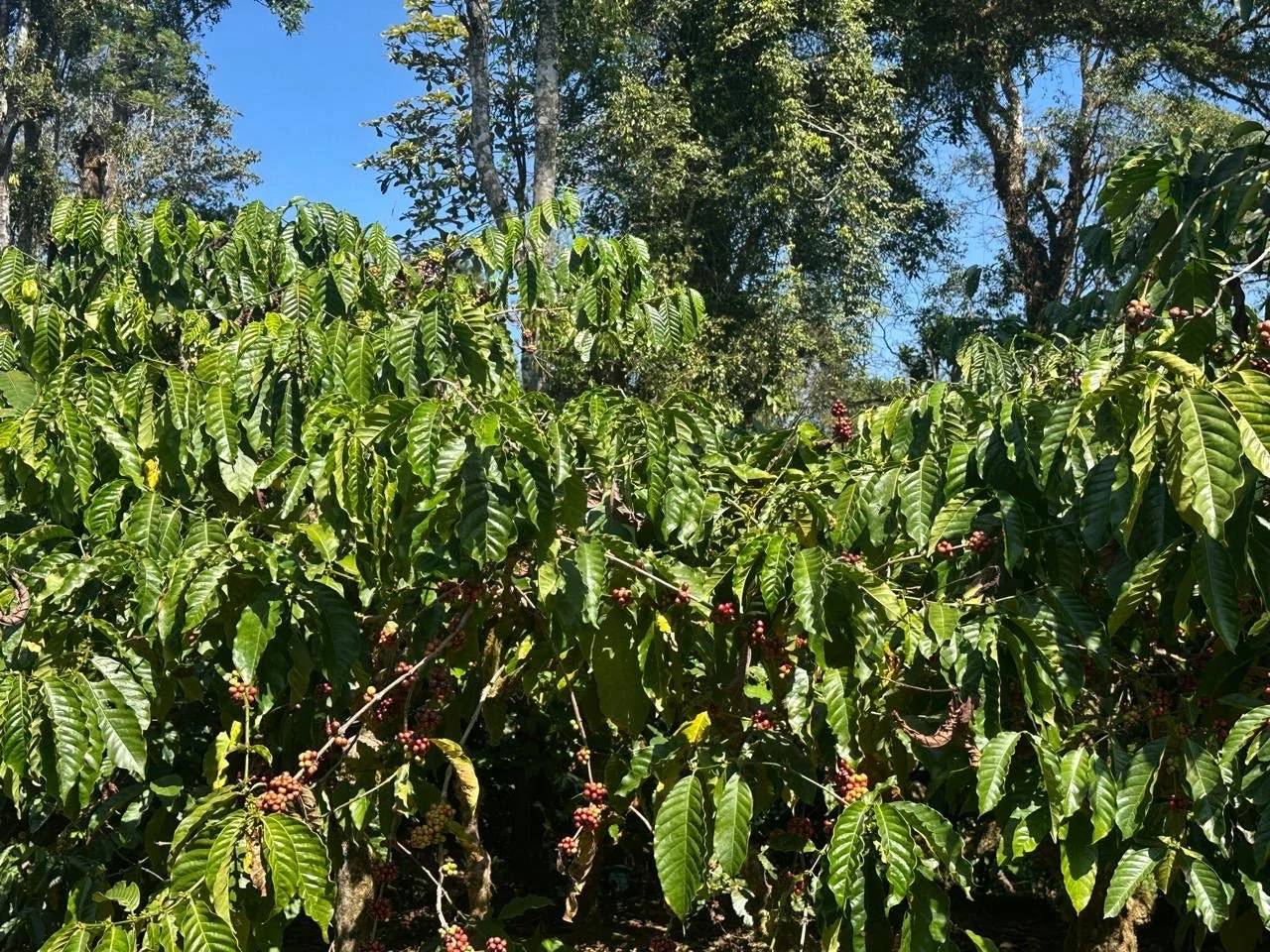Coffee plant with green leaves and red coffee cherries under a bright blue sky