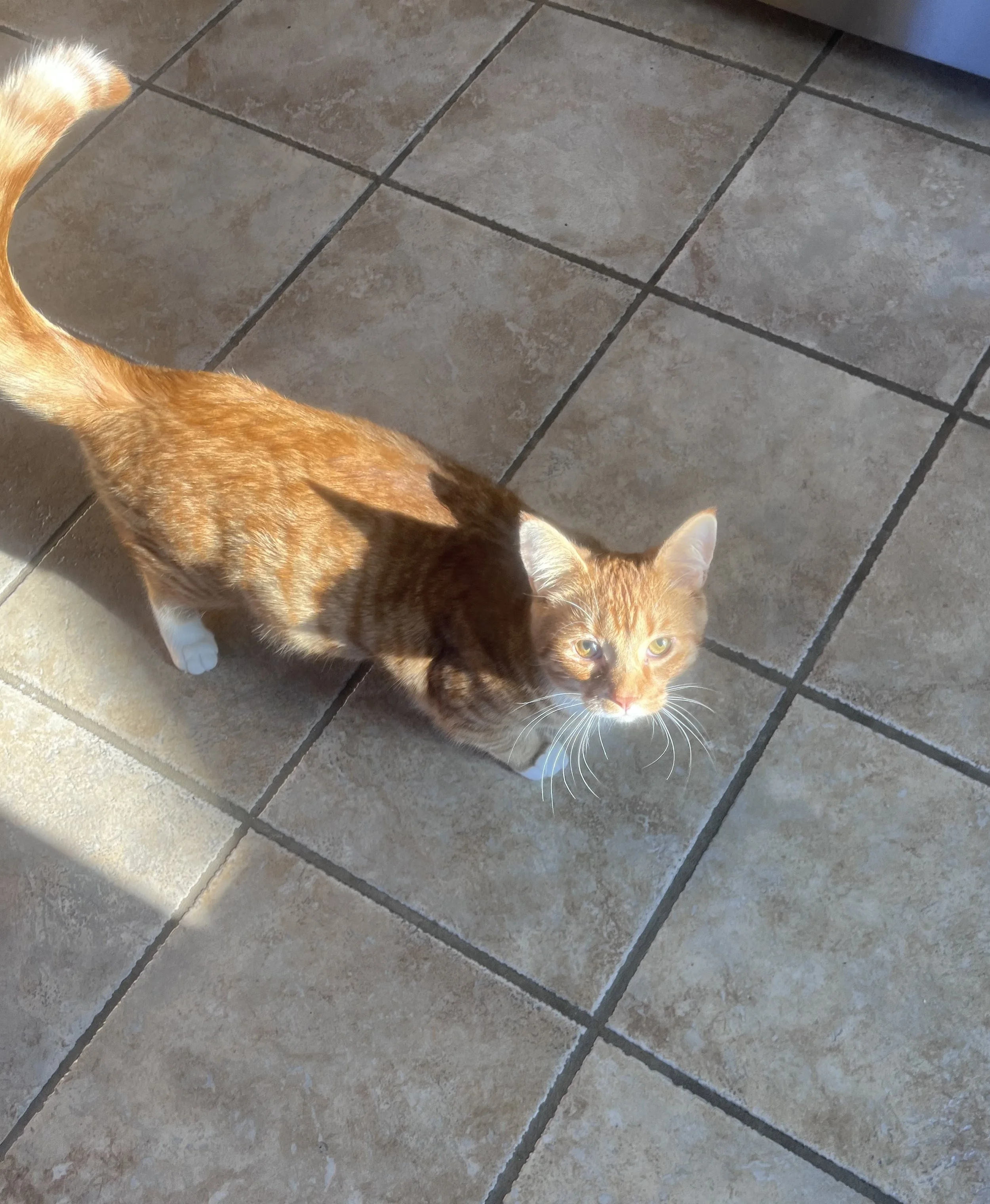 Orange tabby cat standing on tiled floor, looking up at the camera with sunlight illuminating its face.
