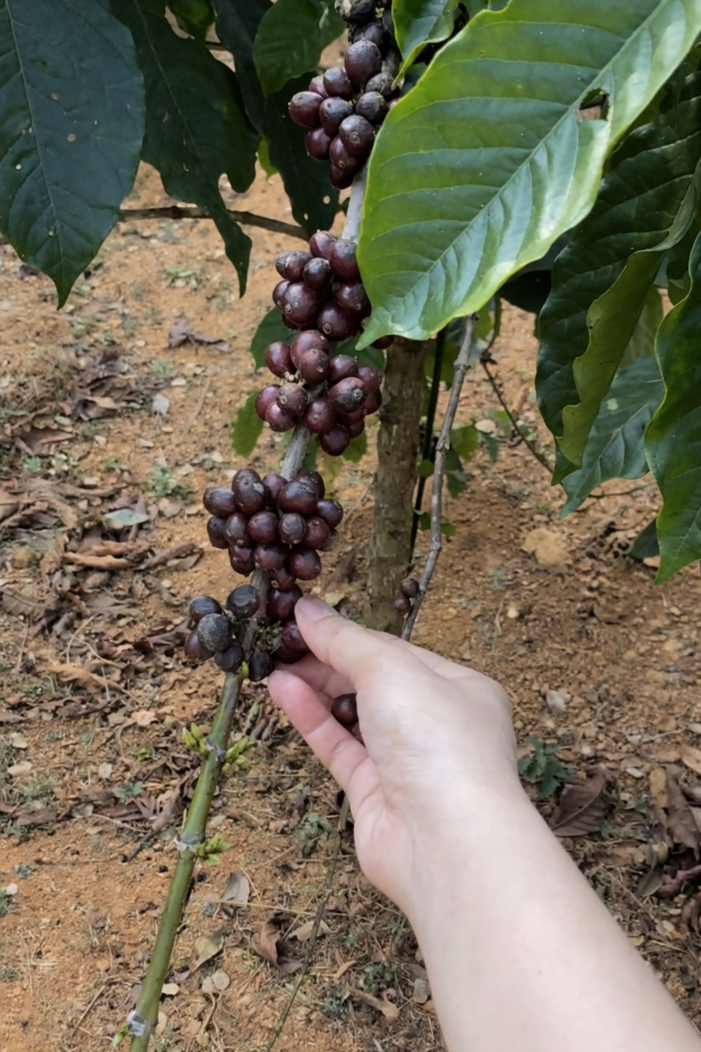 A person is picking ripe coffee cherries from a coffee plant with green leaves in an outdoor setting.