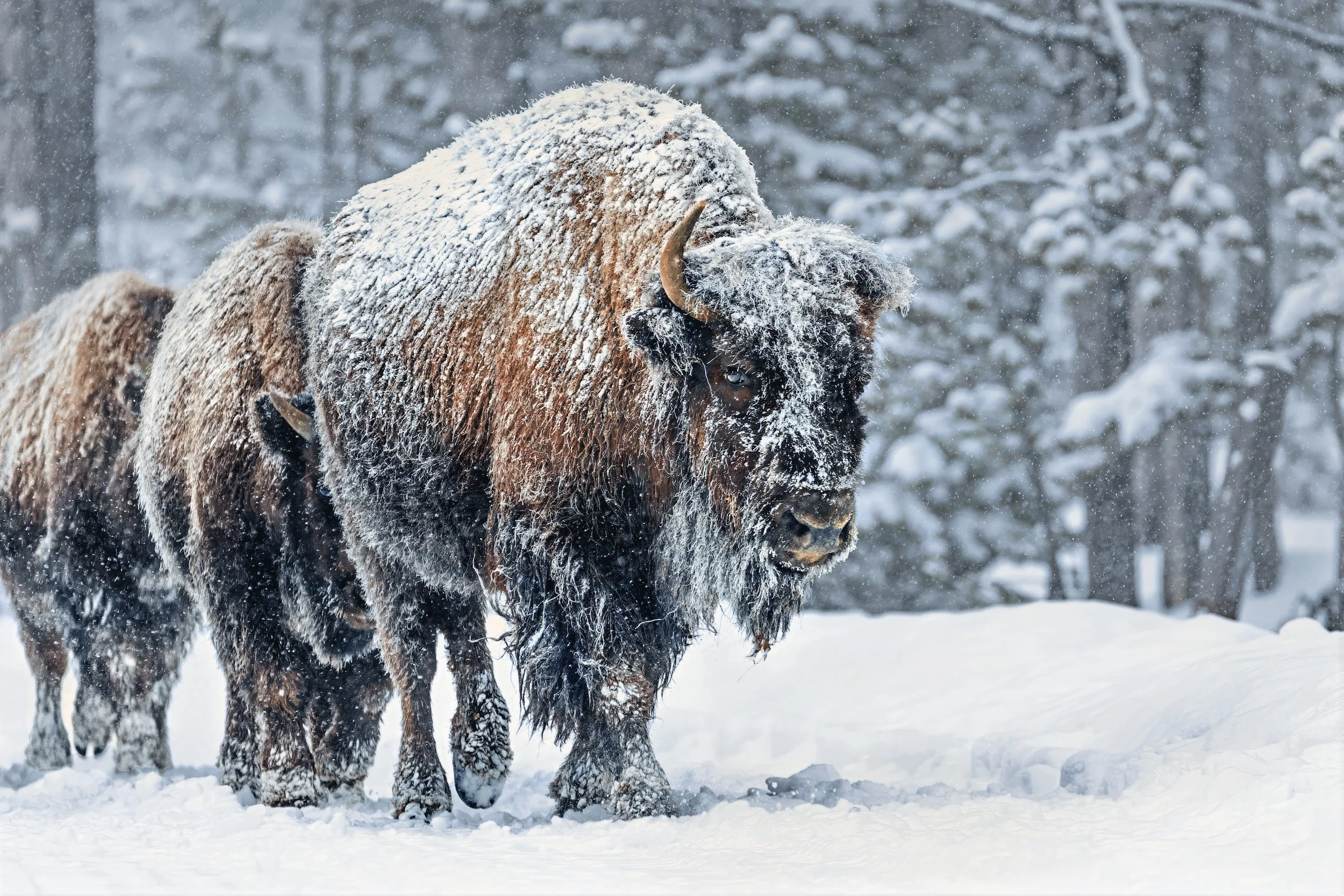 StillWild-Wildlife-Tours-Bison-in-Snow-2025-photobyAnnaKnaeble.jpeg