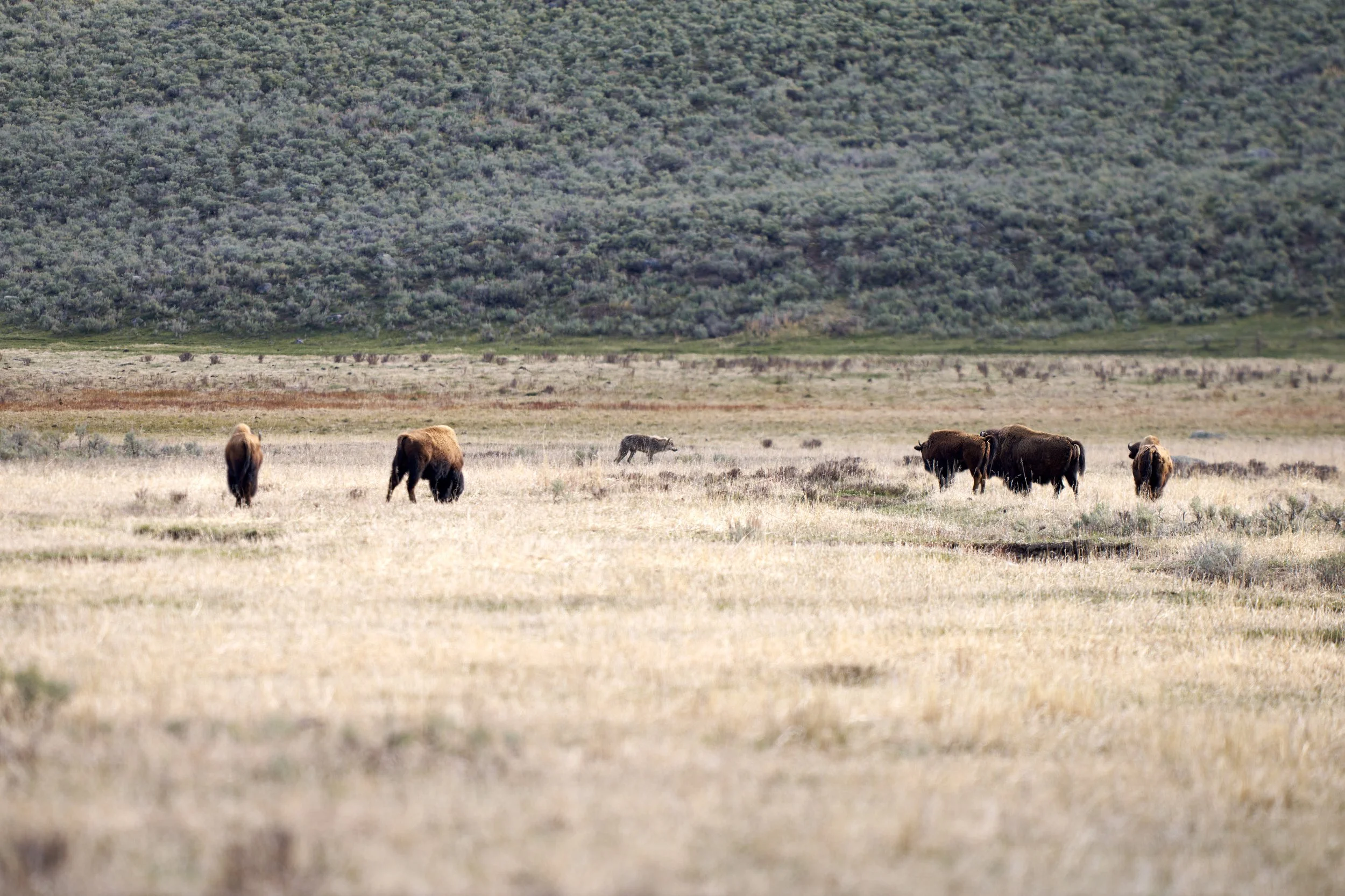 Wolves and Bison Face-Off 3, WY.jpeg