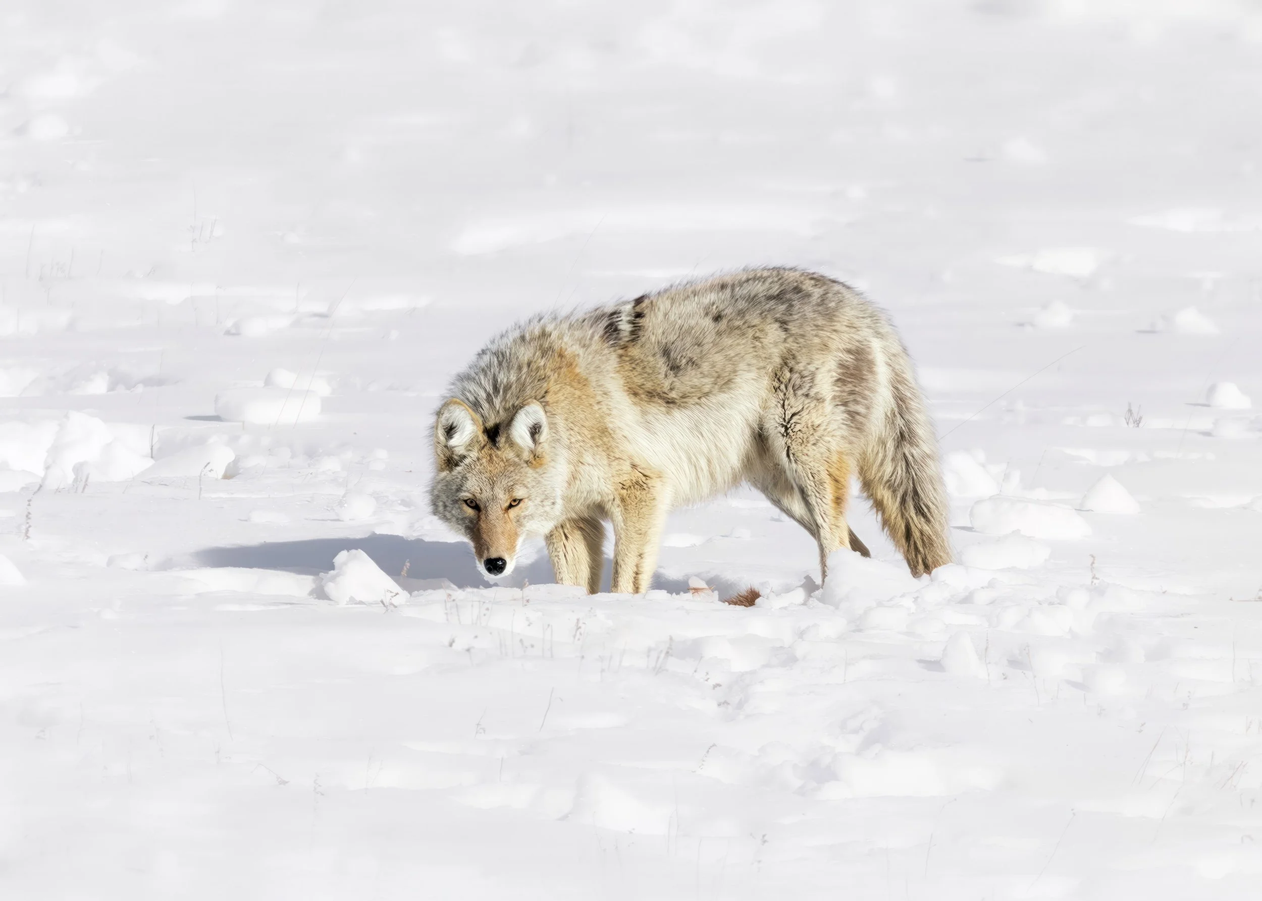 StillWild-Wildlife-Tours-Coyote-in-Snow-Winter2023-photobyAnnaKnaeble.jpg