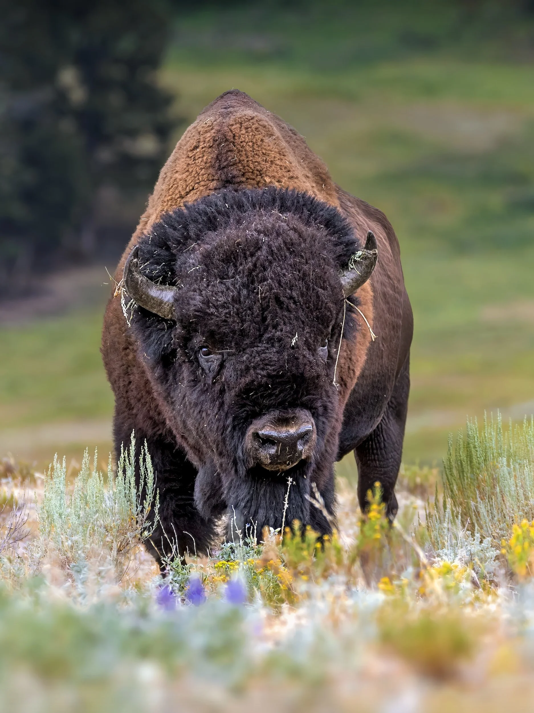 StillWild-Wildlife-Tours-Bison-in-Sage-2025-photobyAnnaKnaeble.jpeg