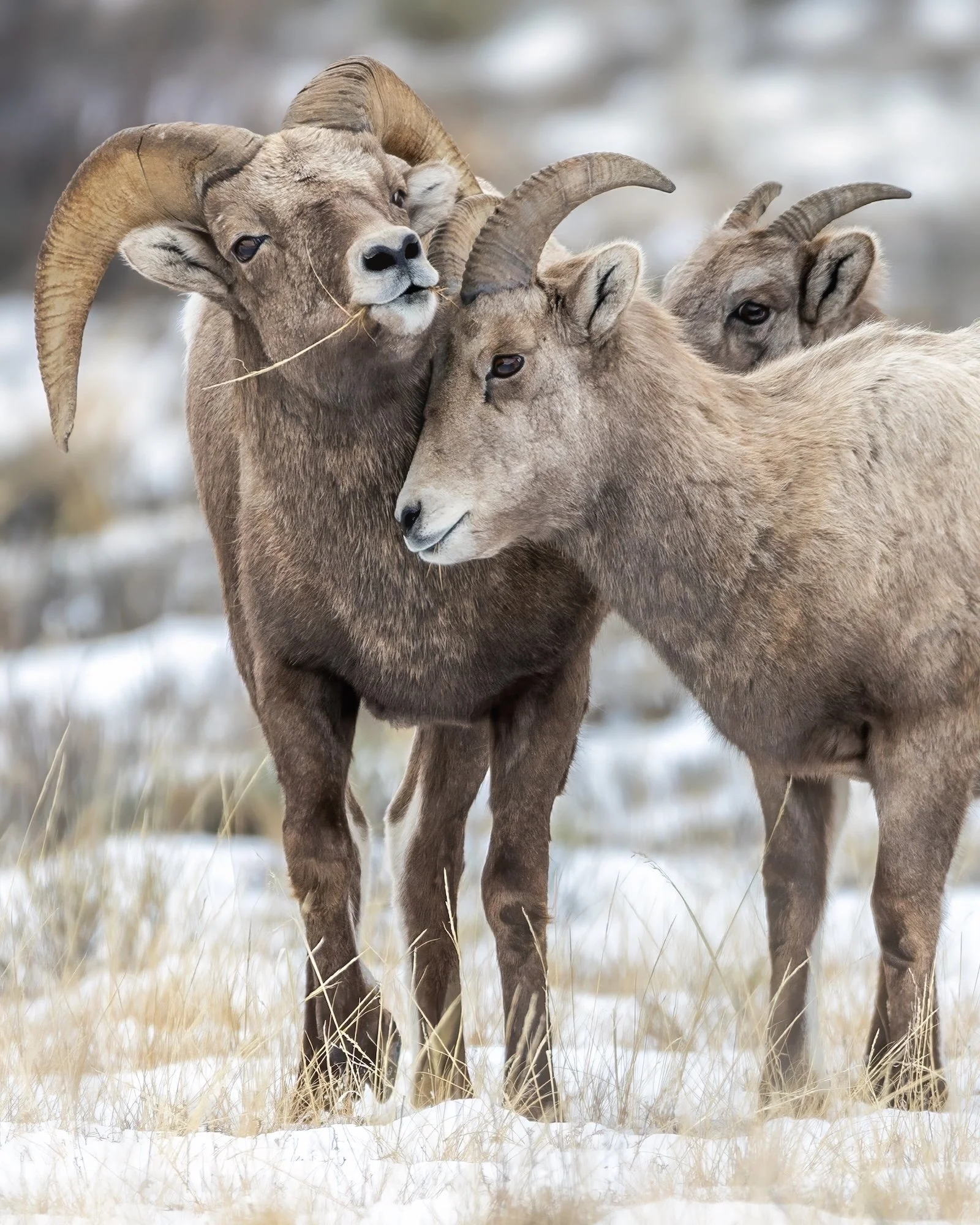 StillWild-Wildlife-Tours-Bighorn-Sheep-2024-photobyAnnaKnaeble.jpeg