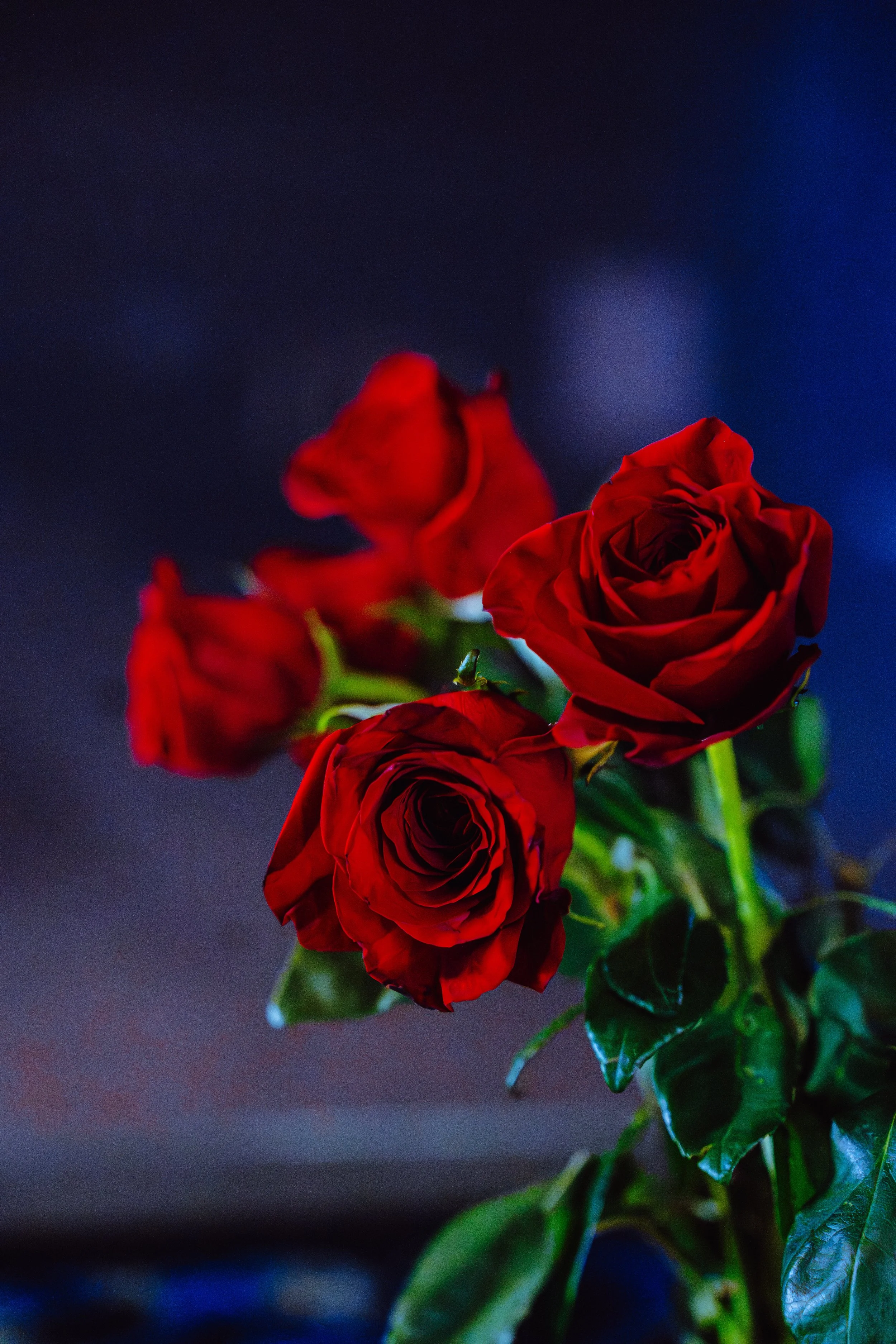 12.18.25_Cafe Rosita,_Andrew Leon-Bercovich-180.jpg