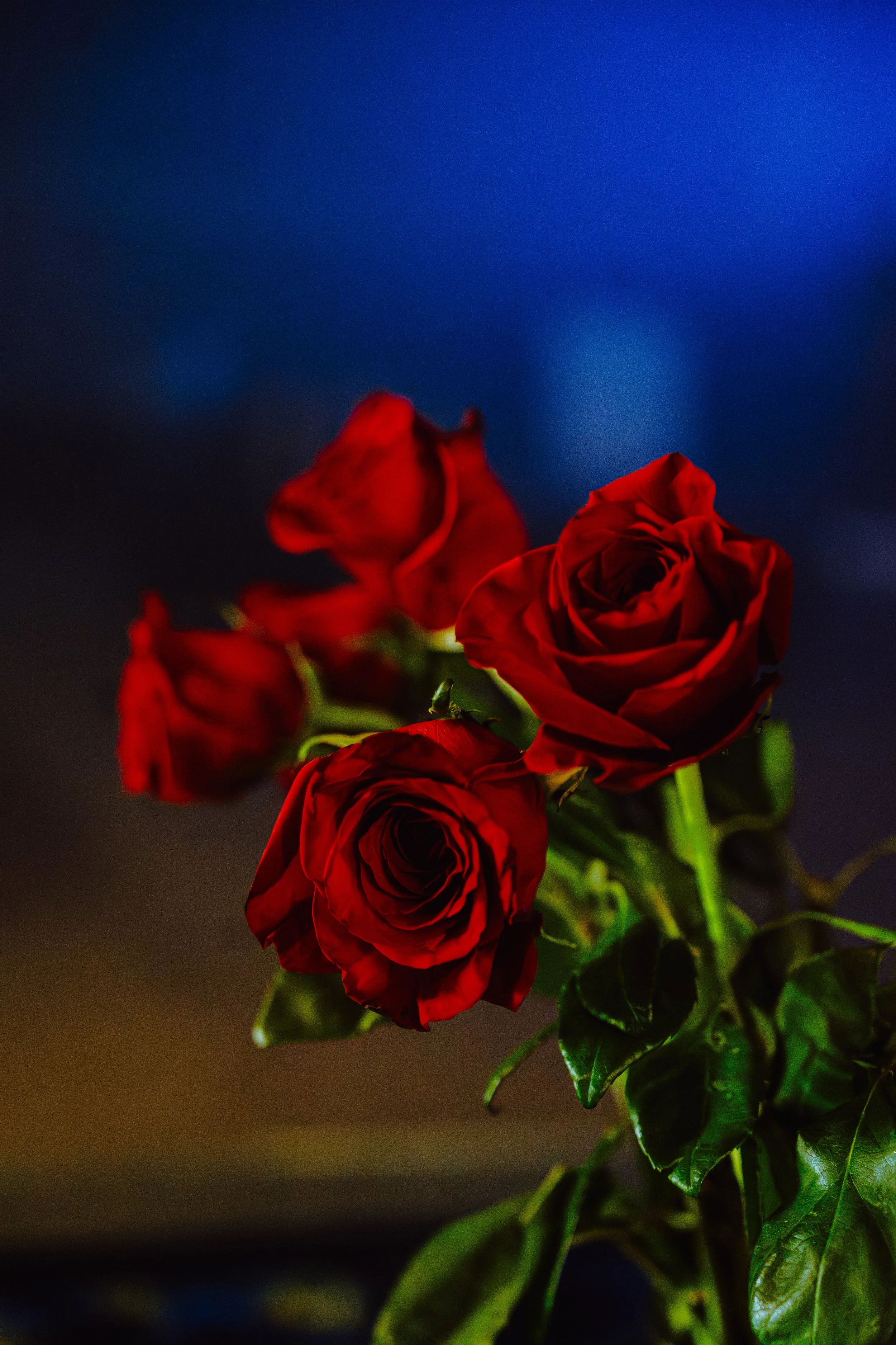 12.18.25_Cafe Rosita,_Andrew Leon-Bercovich-181.jpg