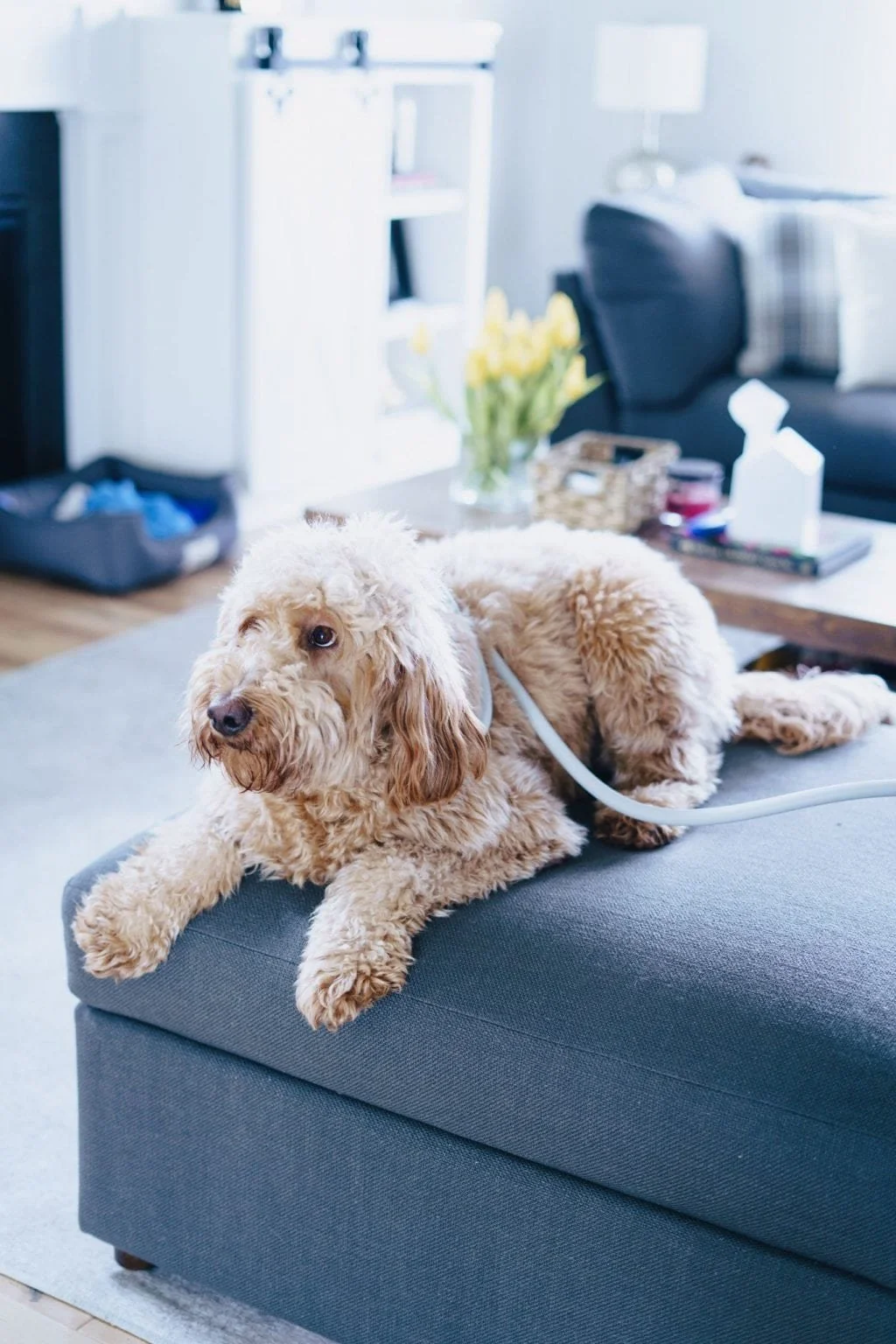 Single Magnawave Session