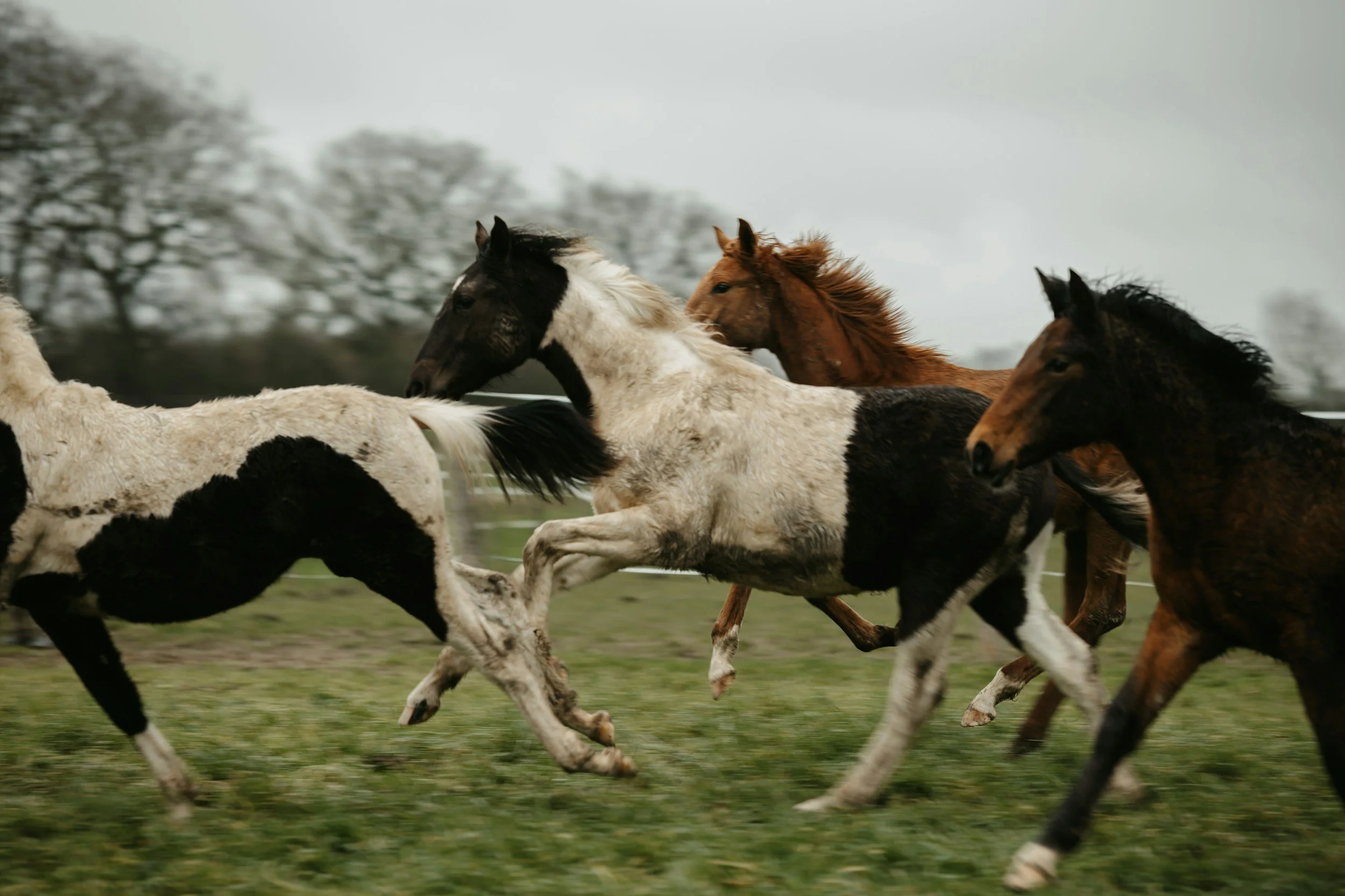 A team of horses running together