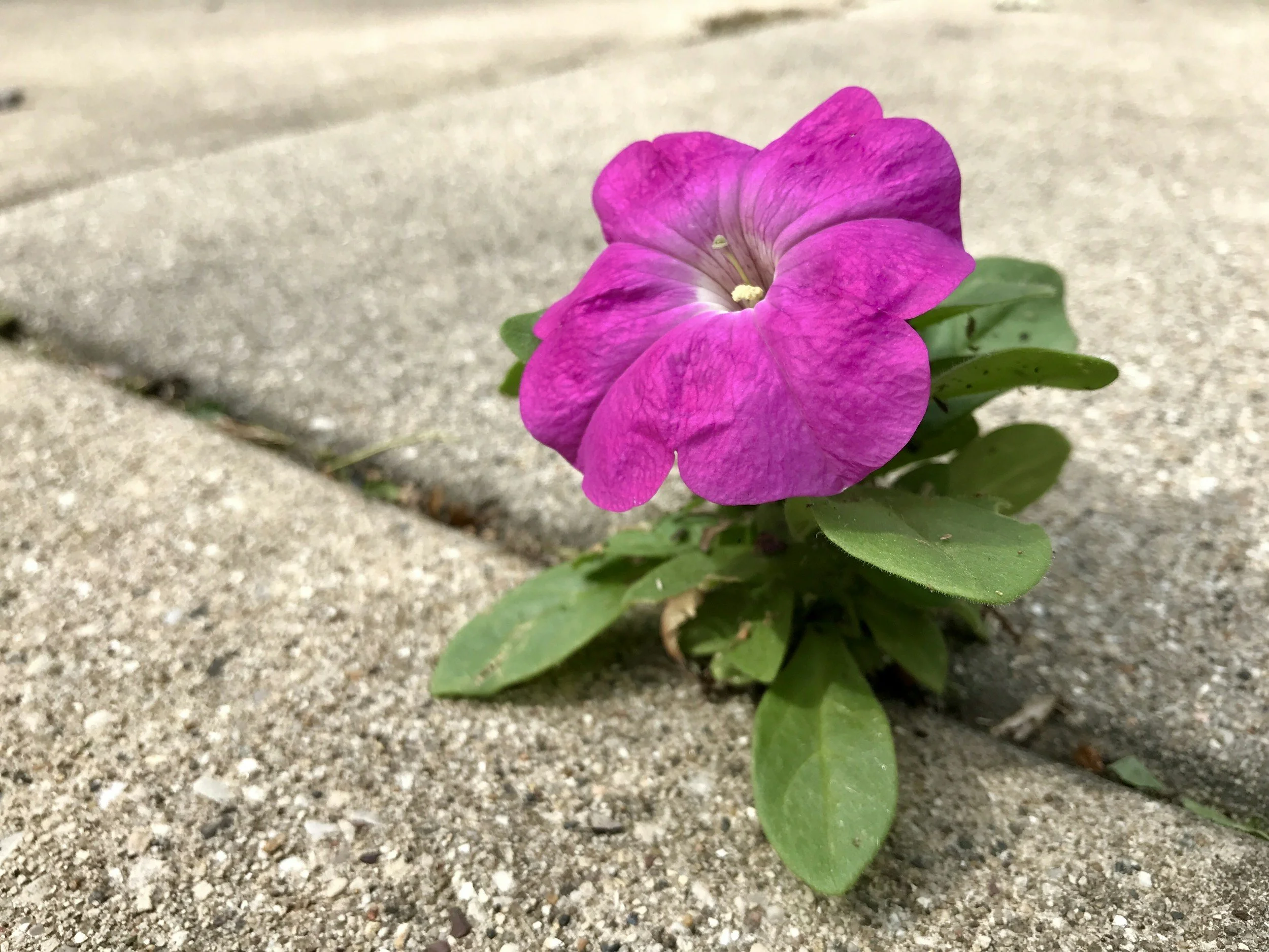 pink flower growing through the cracks of the concrete