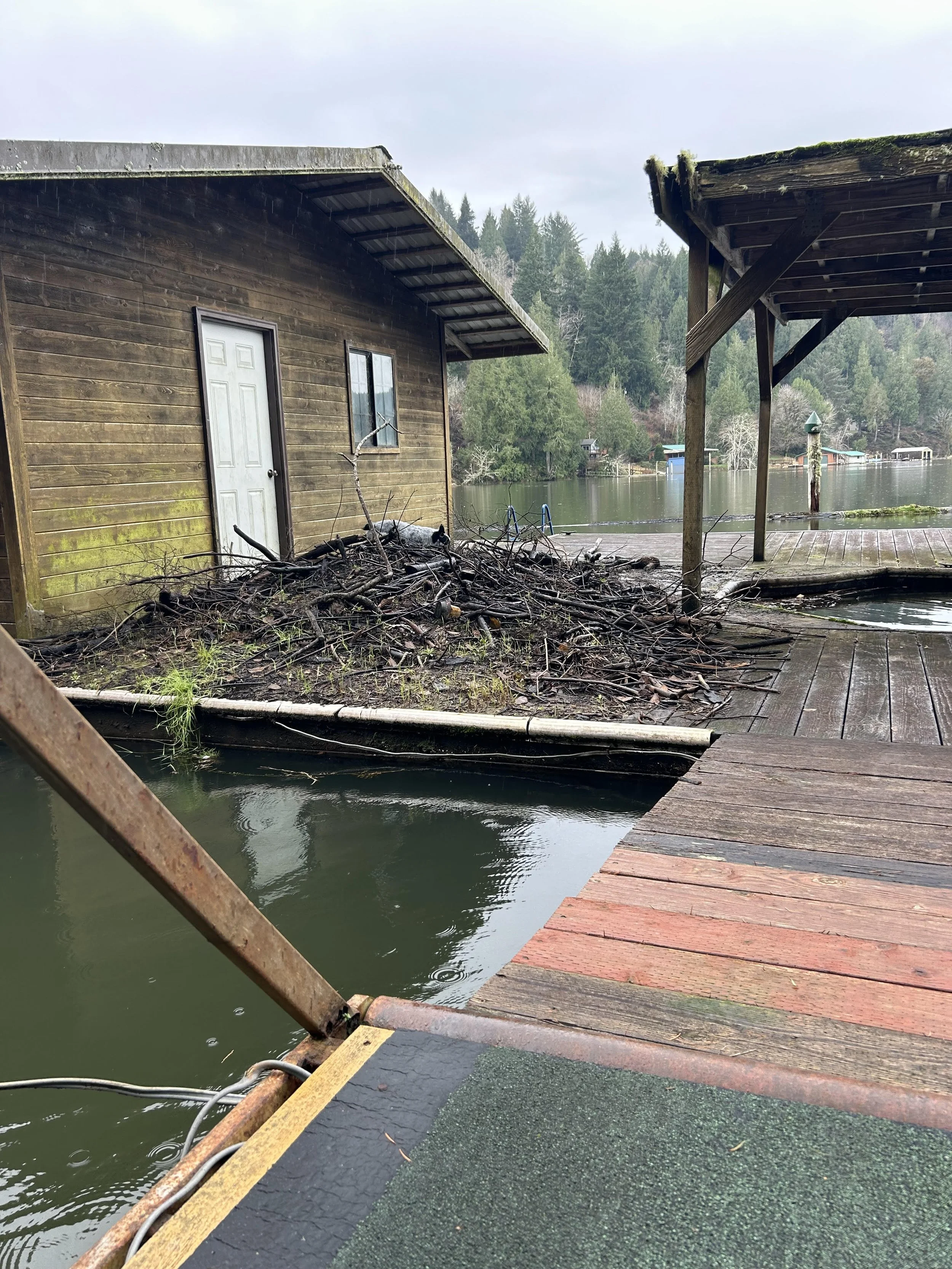 Beaverdock took over.jpg